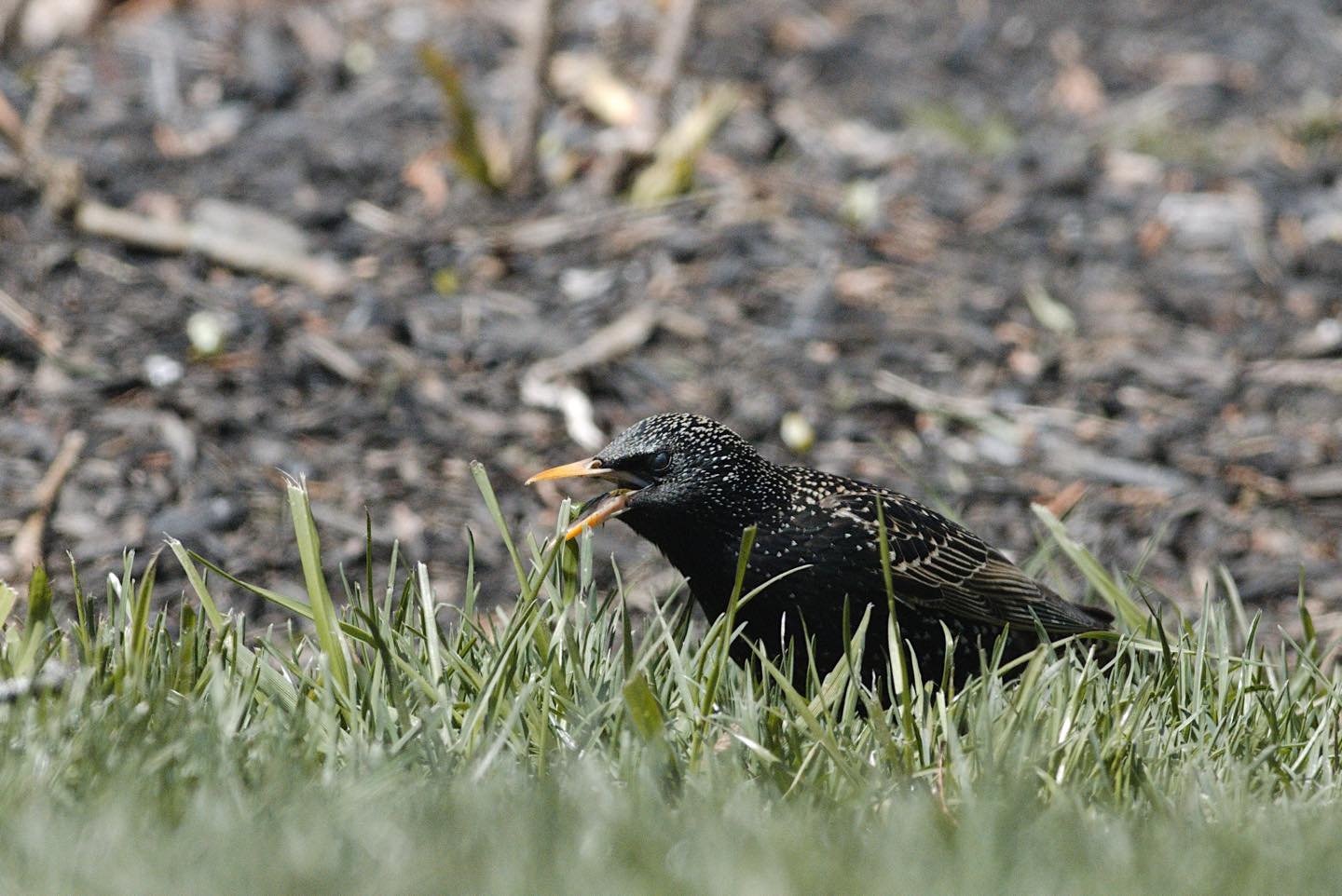 Trained starling mimics were often gifts between European nobility.

(Common starling)

#igdaily #instagood #photo #newenglandwildlife #earthfocus #naturewalk #naturephotography #newenglandnature #digitalart #photography #yourshotphotographer #neweng