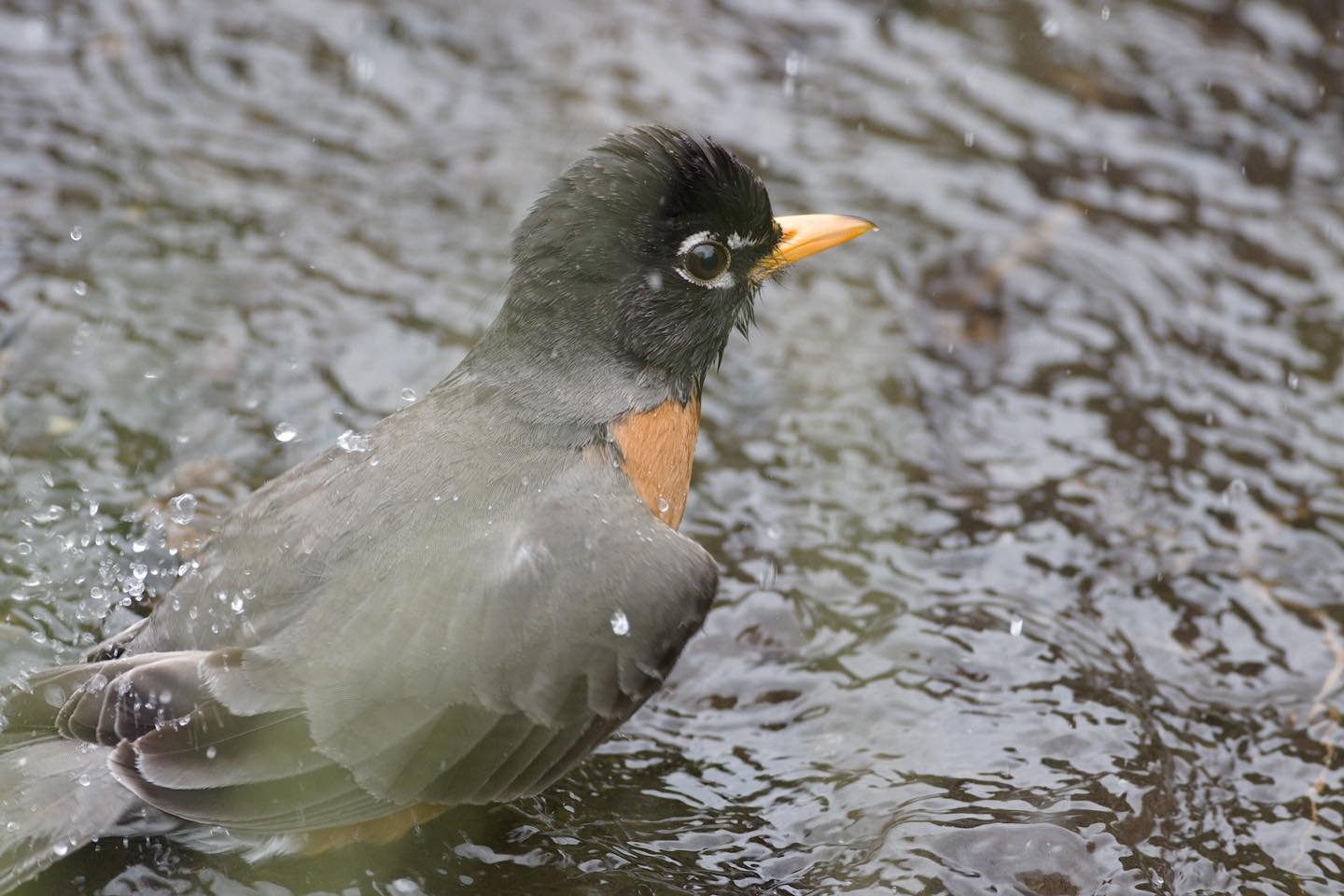 When frugivore robins eat exclusively honeysuckle berries, they may become intoxicated.

(American robin)

#igdaily #instagood #photo #newenglandwildlife #earthfocus #naturewalk #naturephotography #newenglandnature #digitalart #photography #yourshotp