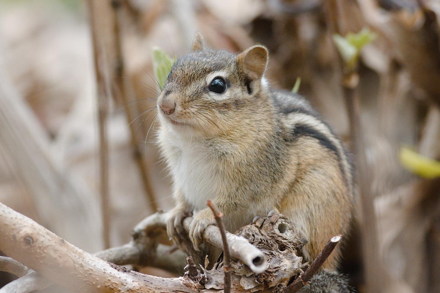 All rodents have constantly growing front teeth (incisors) which need to be used to avoid them becoming too long.

(Eastern chipmunk)

#igdaily #instagood #photo #newenglandwildlife #earthfocus #naturewalk #naturephotography #newenglandnature #digita