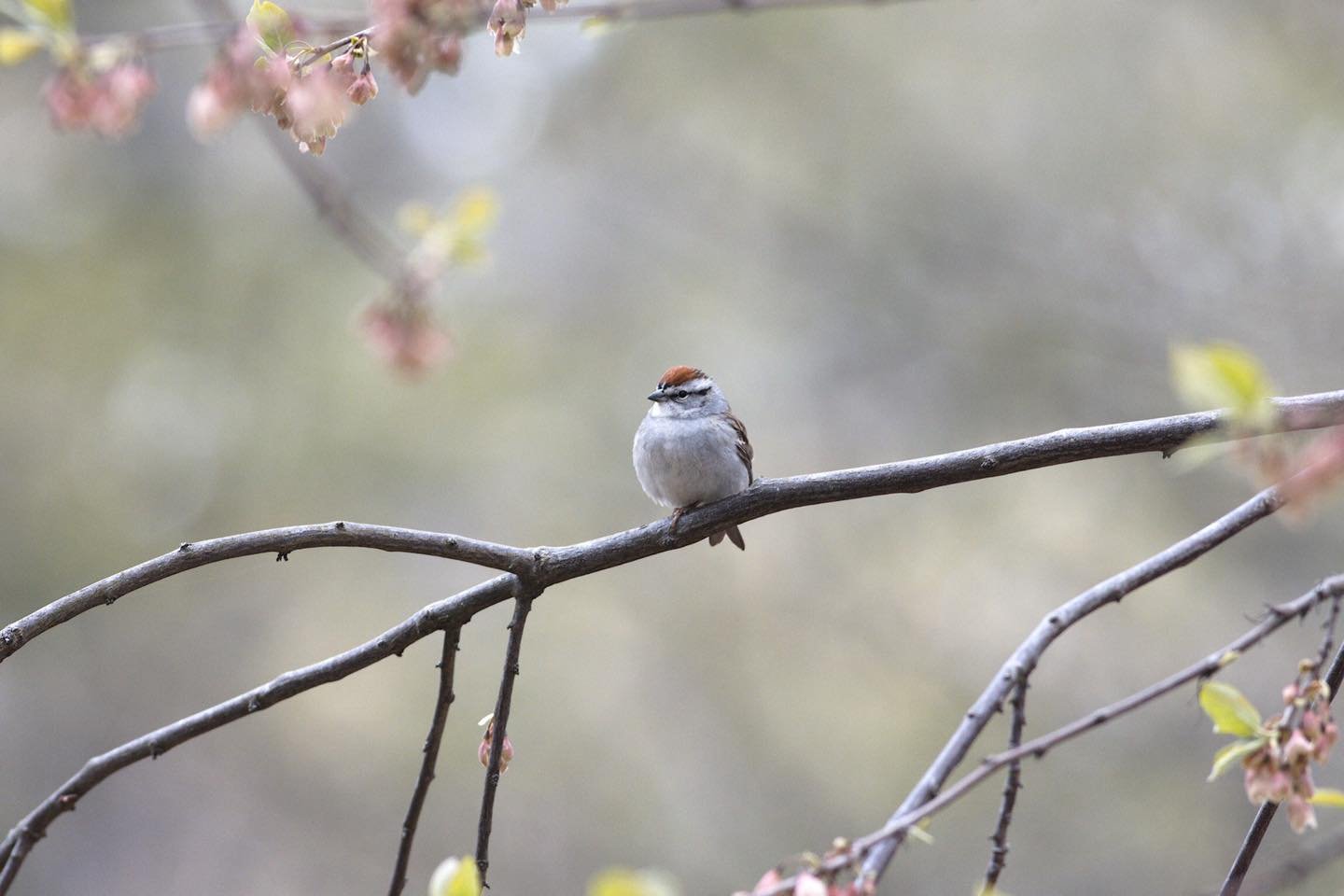 Passerine (perching) birds make up over 60% of identified bird species.

(Chipping sparrow)

#igdaily #instagood #photo #newenglandwildlife #earthfocus #naturewalk #naturephotography #newenglandnature #digitalart #photography #yourshotphotographer #n