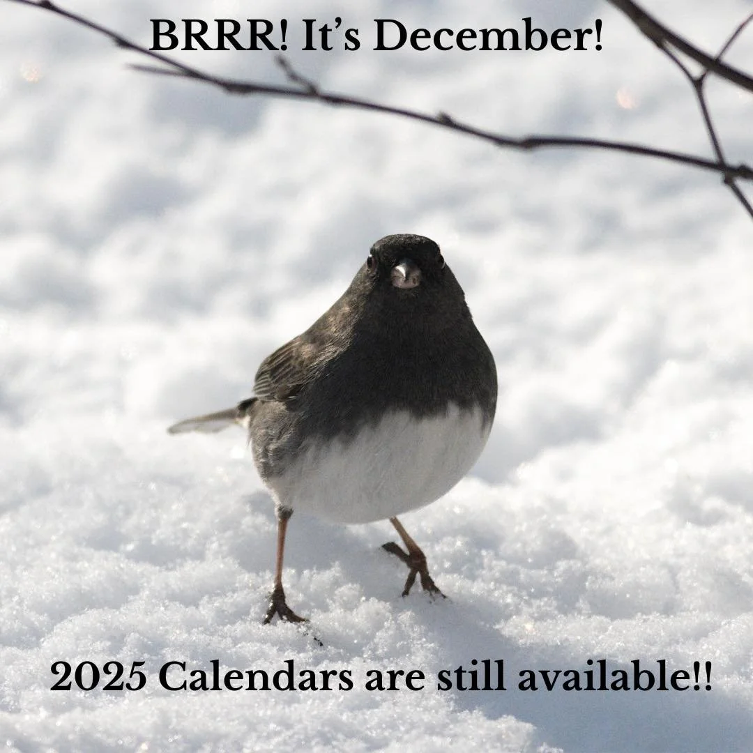 The dark-eyed junco is referred to as &lsquo; the snowbird&rsquo; and if you&rsquo;re near where we are in Maine, snow is on the horizon! 
2025 is also on the horizon too and our  calendars are still available to purchase if you&rsquo;d like to chart