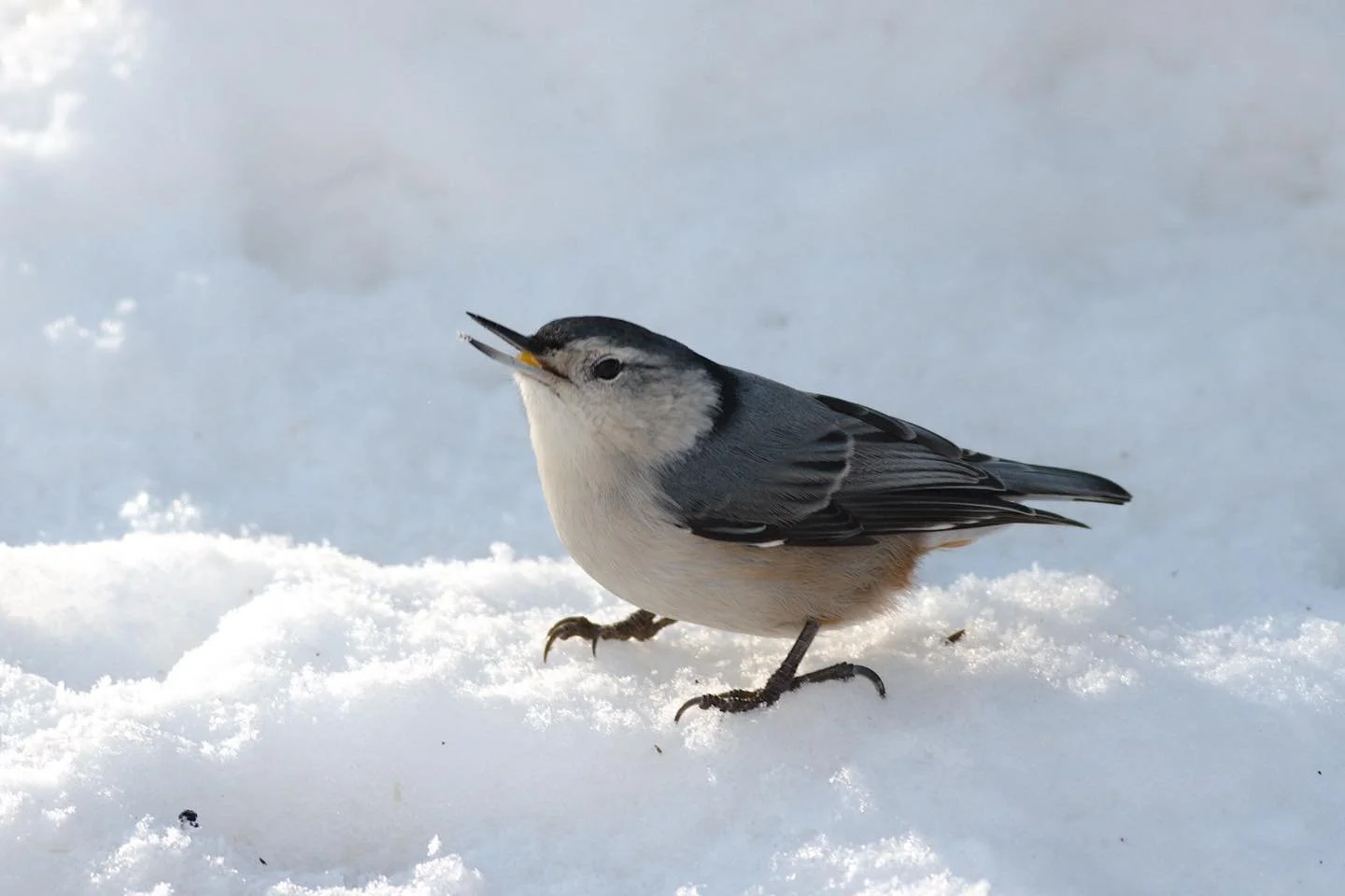 White-breasted nuthatches have an elongated rear toe (hallux) which assists in climbing.

(White-breasted nuthatch)

#igdaily #instagood #photo #newenglandwildlife #earthfocus #naturewalk #naturephotography #newenglandnature #wildlifephotography #dig