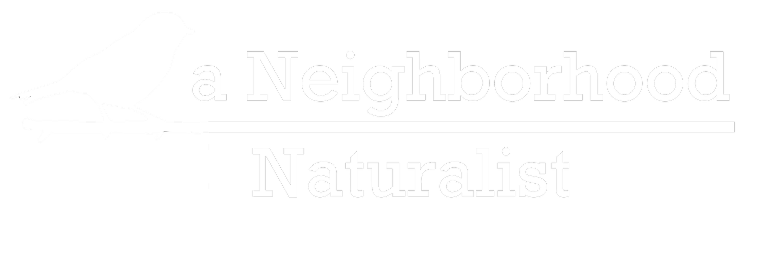 a Neighborhood Naturalist