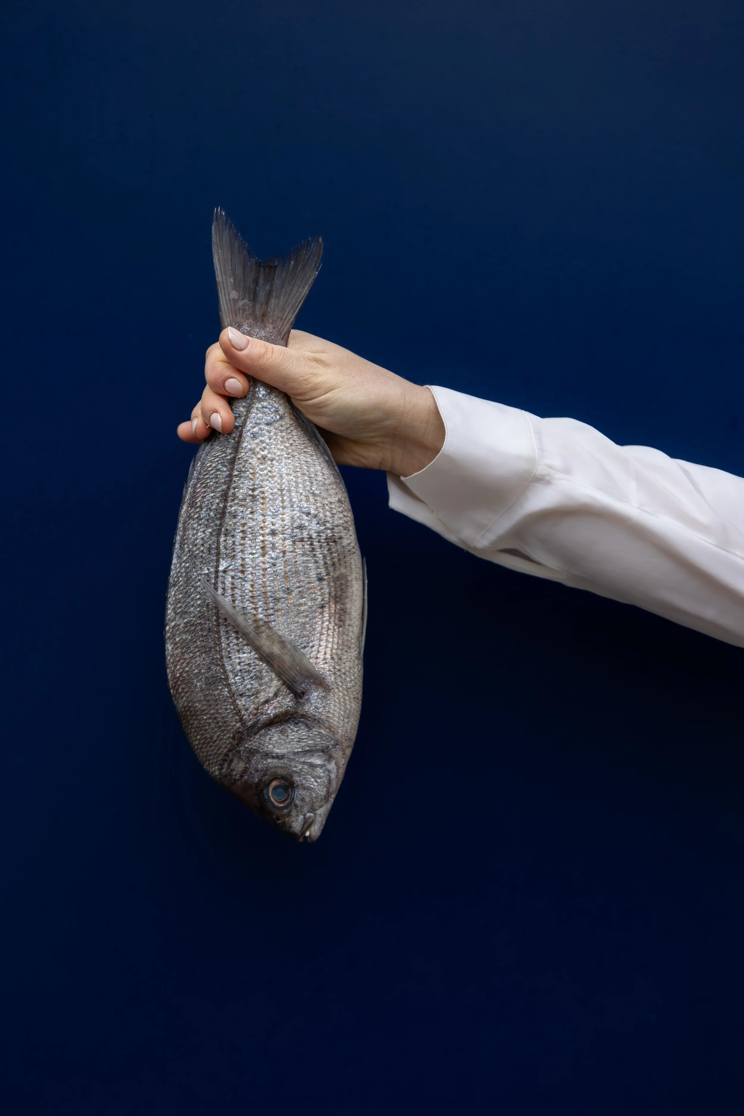 Une main tient un poisson contre un fond bleu foncé.