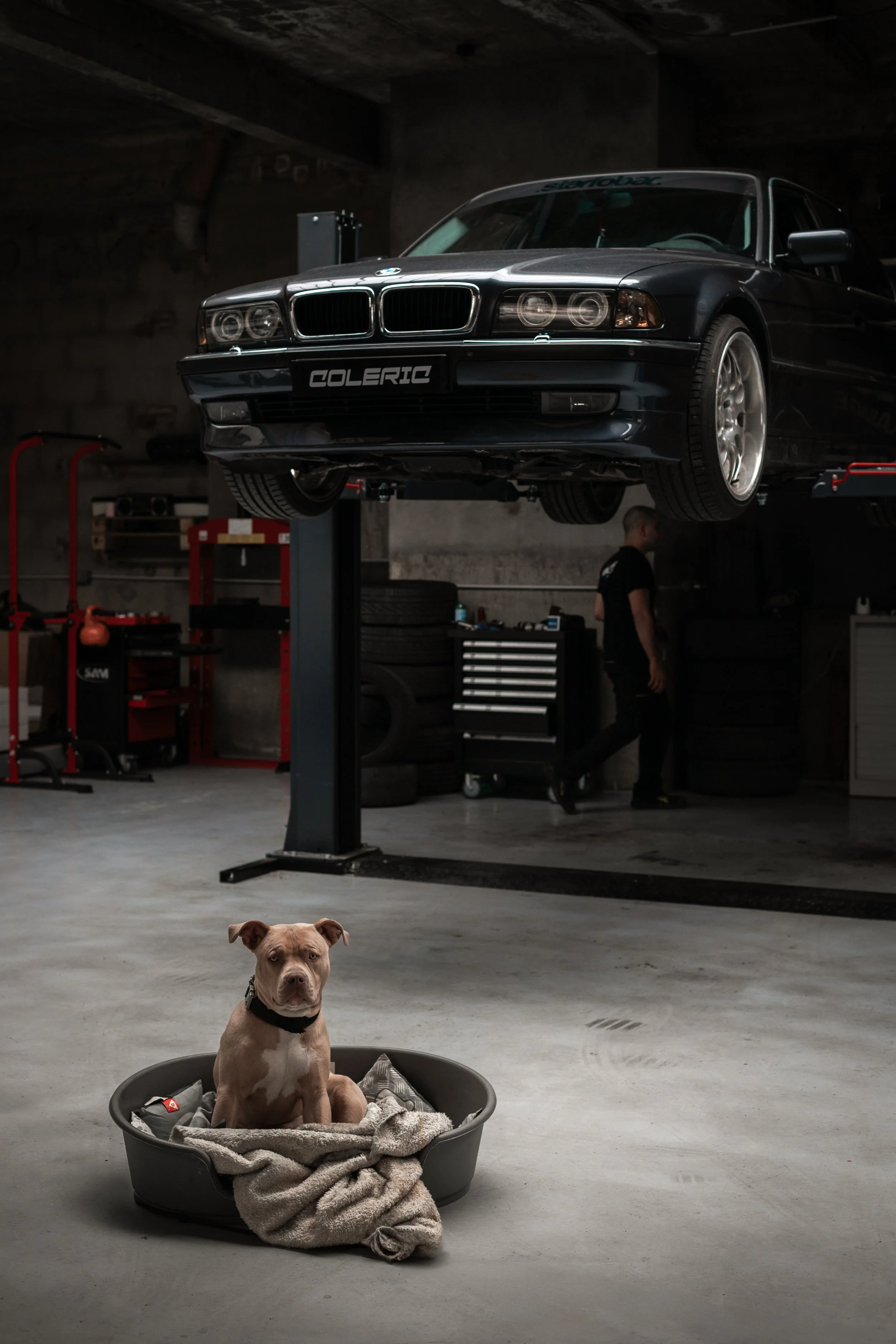 Un chien assis dans un lit pour chien avec une couverture dans un garage, en arrière-plan une voiture noire suspendue sur un pont élévateur et un mécanicien.