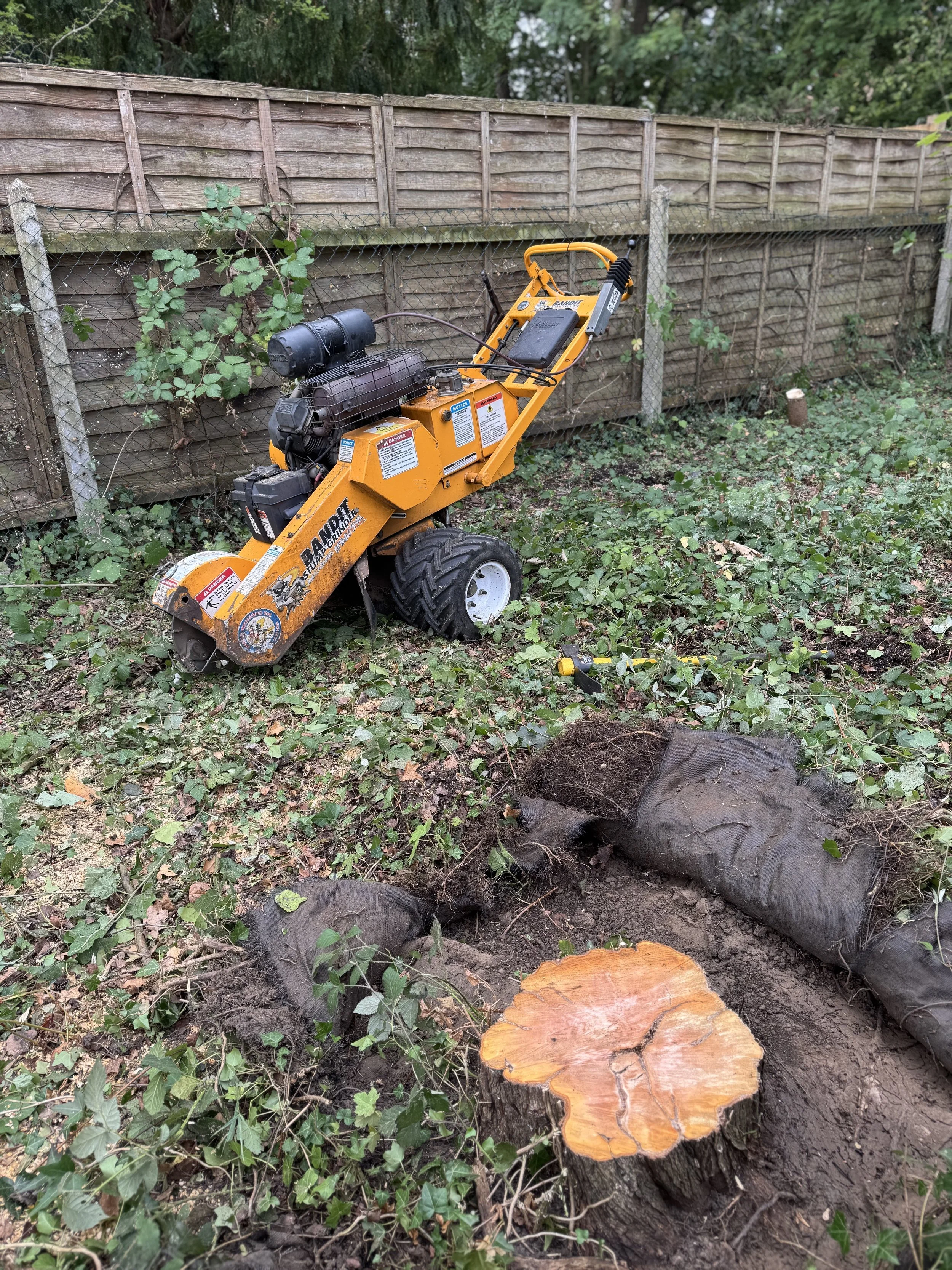 A small stump and roots of a tree that has been cut down, with a stump grinder in the background.