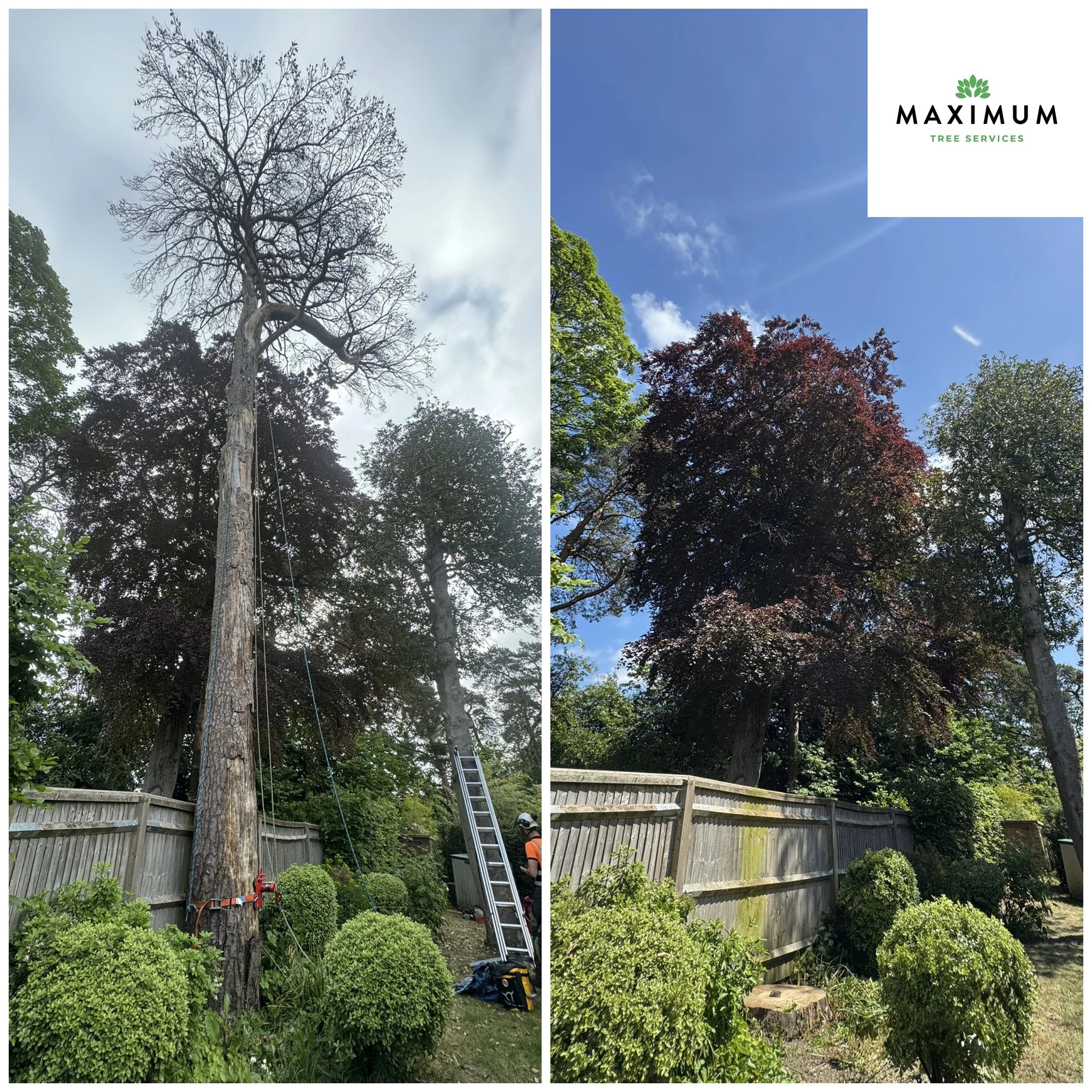 A side-by-side comparison of a tall tree before and after trimming or maintenance. The left shows a tall, leafless tree with a worker and ladder nearby, while the right displays the same tree with full, green foliage. The background includes a wooden fence and other trees, under a blue sky.