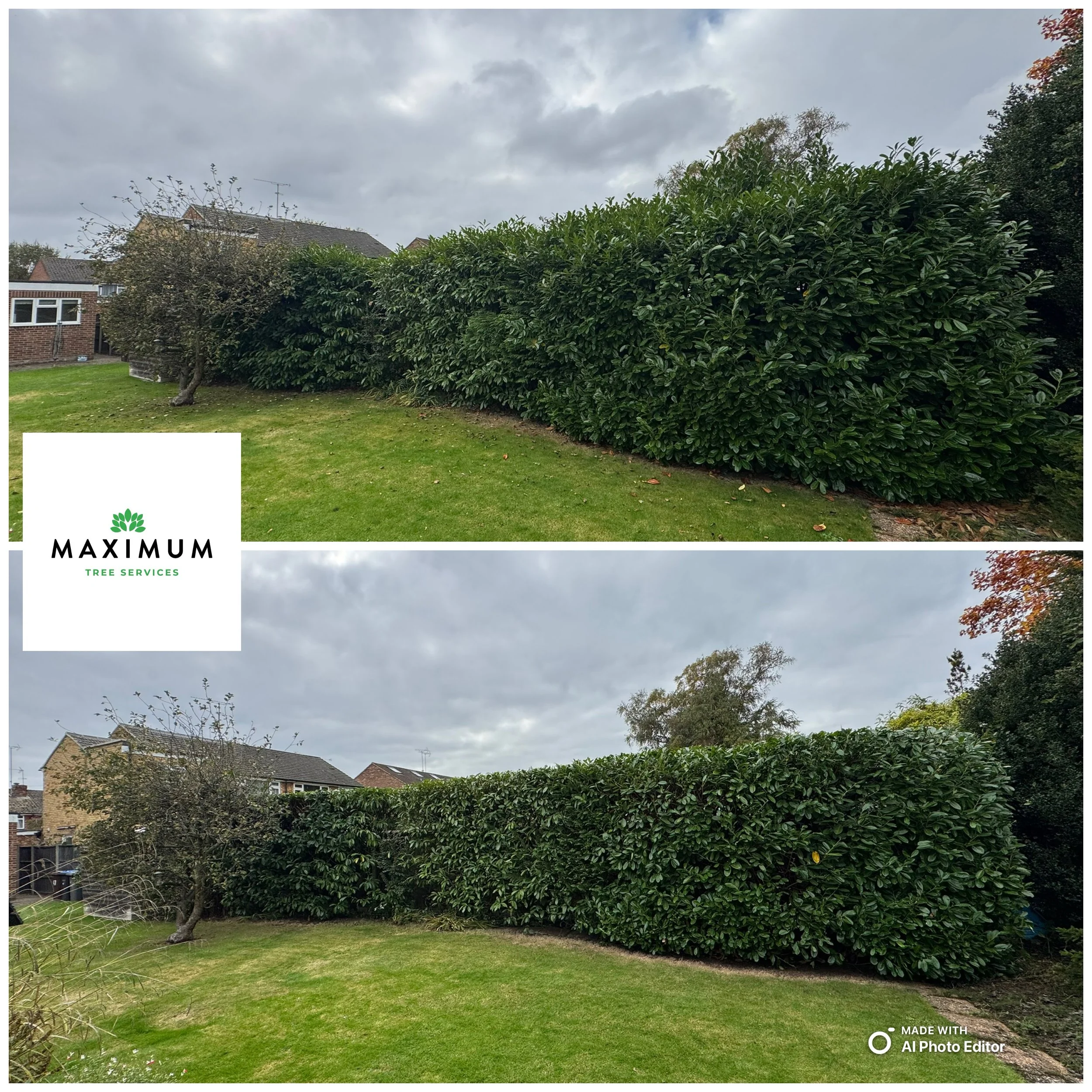 Comparison of a garden hedge before and after trimming, with a logo for MAXIMUM Tree Services in the lower left corner of the top image and a note about photo editing in the lower right corner of the bottom image.