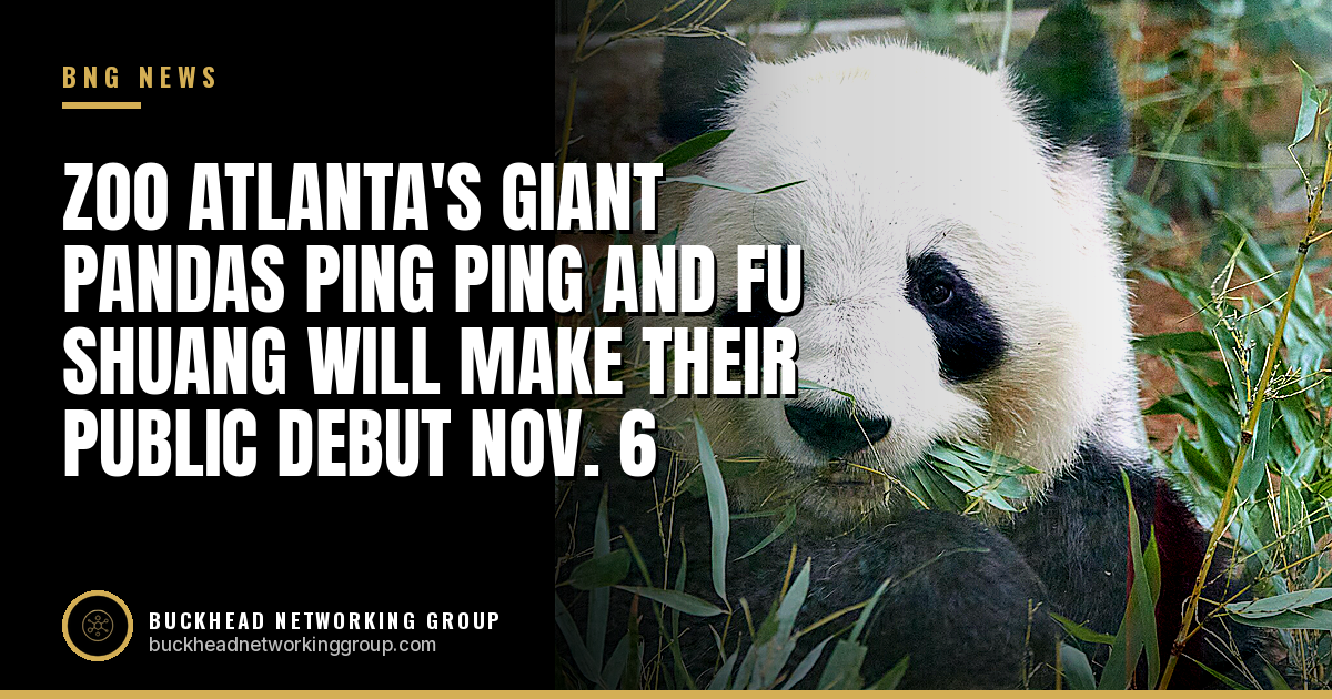 Zoo Atlanta's Giant Pandas Ping Ping and Fu Shuang Will Make Their Public Debut Nov. 6