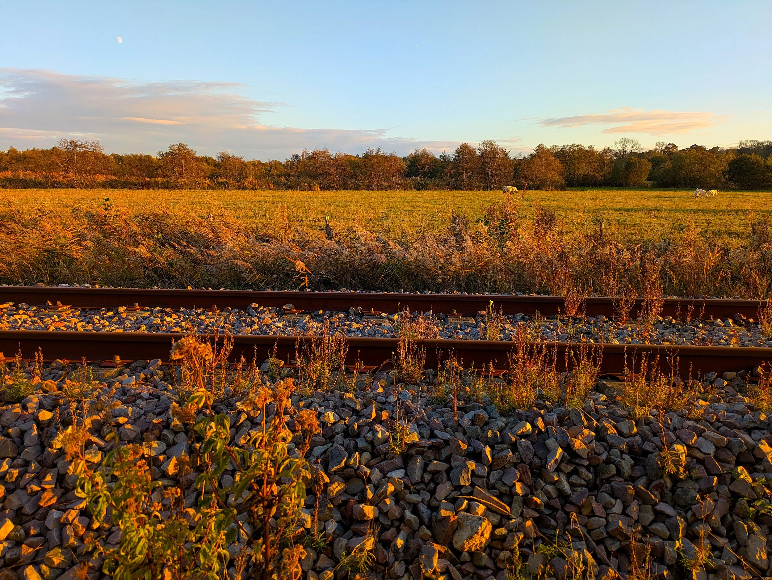 Rail dans les champs. © Christian Gandjbakhch