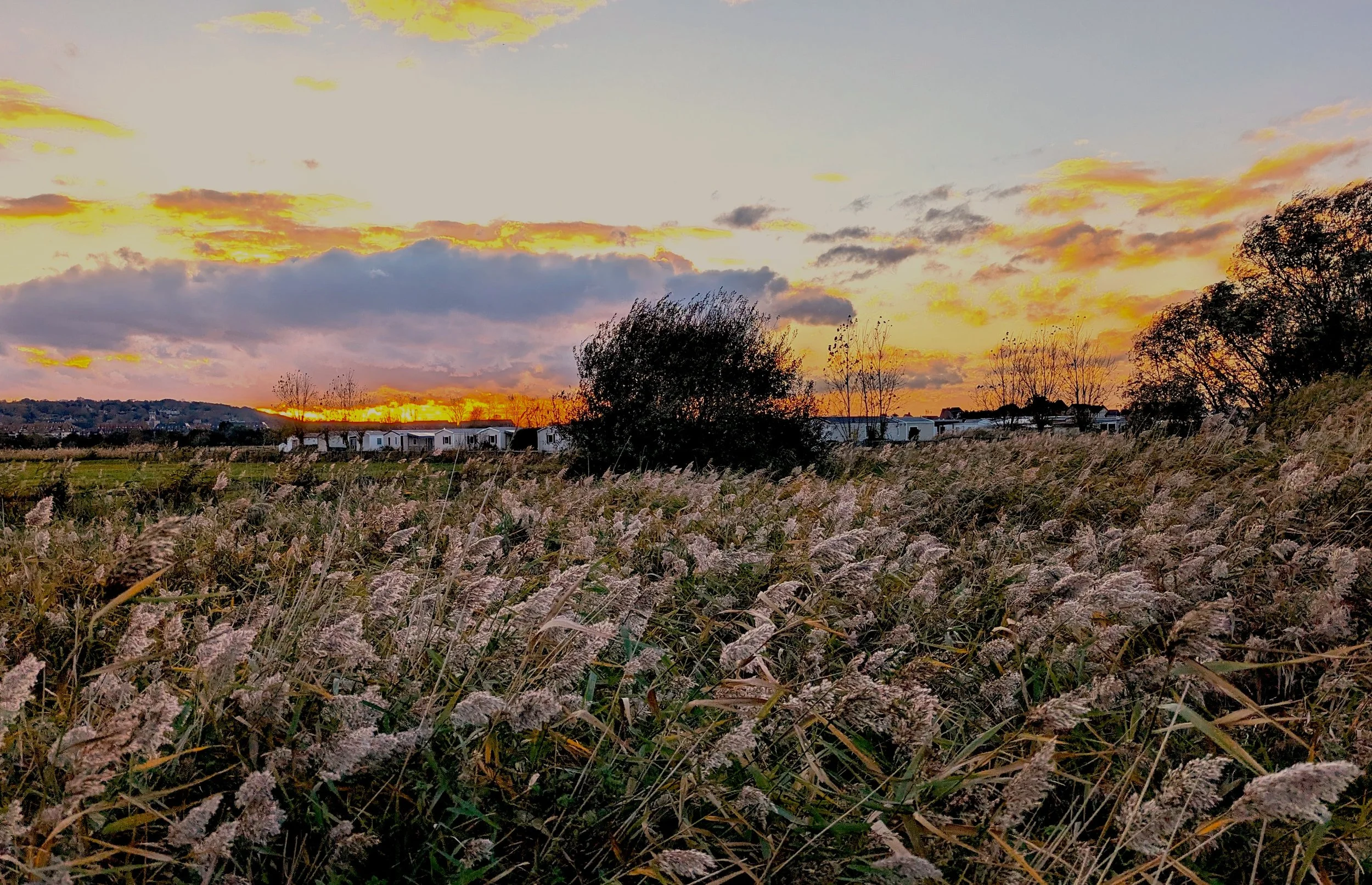 Plantes de marais. Normandie. © Chrisian Gandjbakhch