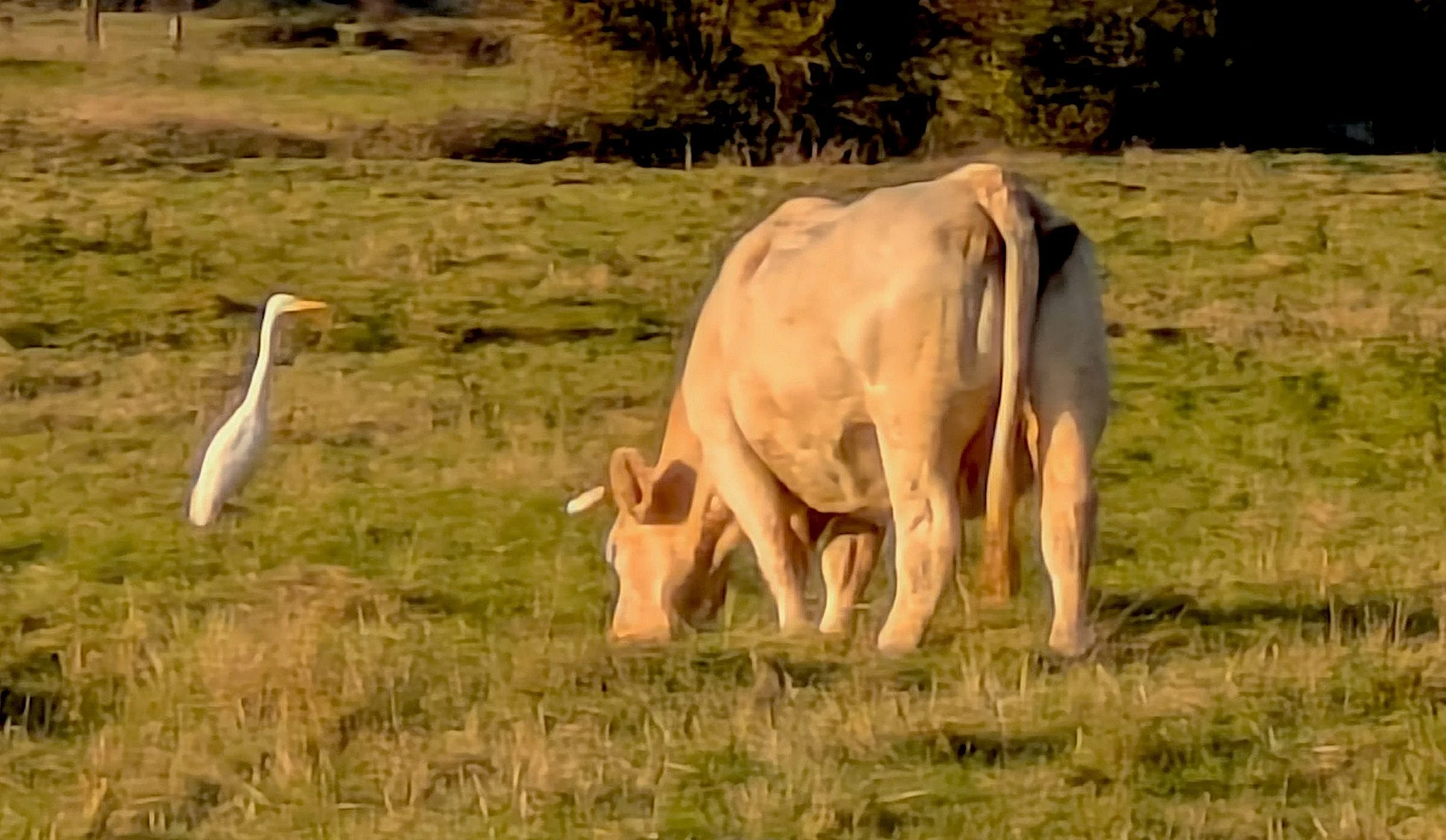 Rencontre entre un échassier et une vache normande.© Christian Gandjbakhch