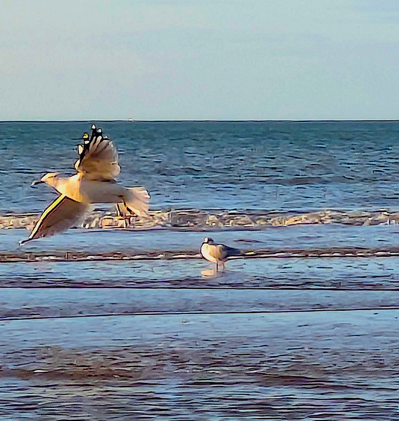 Vol de mouettes sur la mer.© Christian Gandjbakhch
