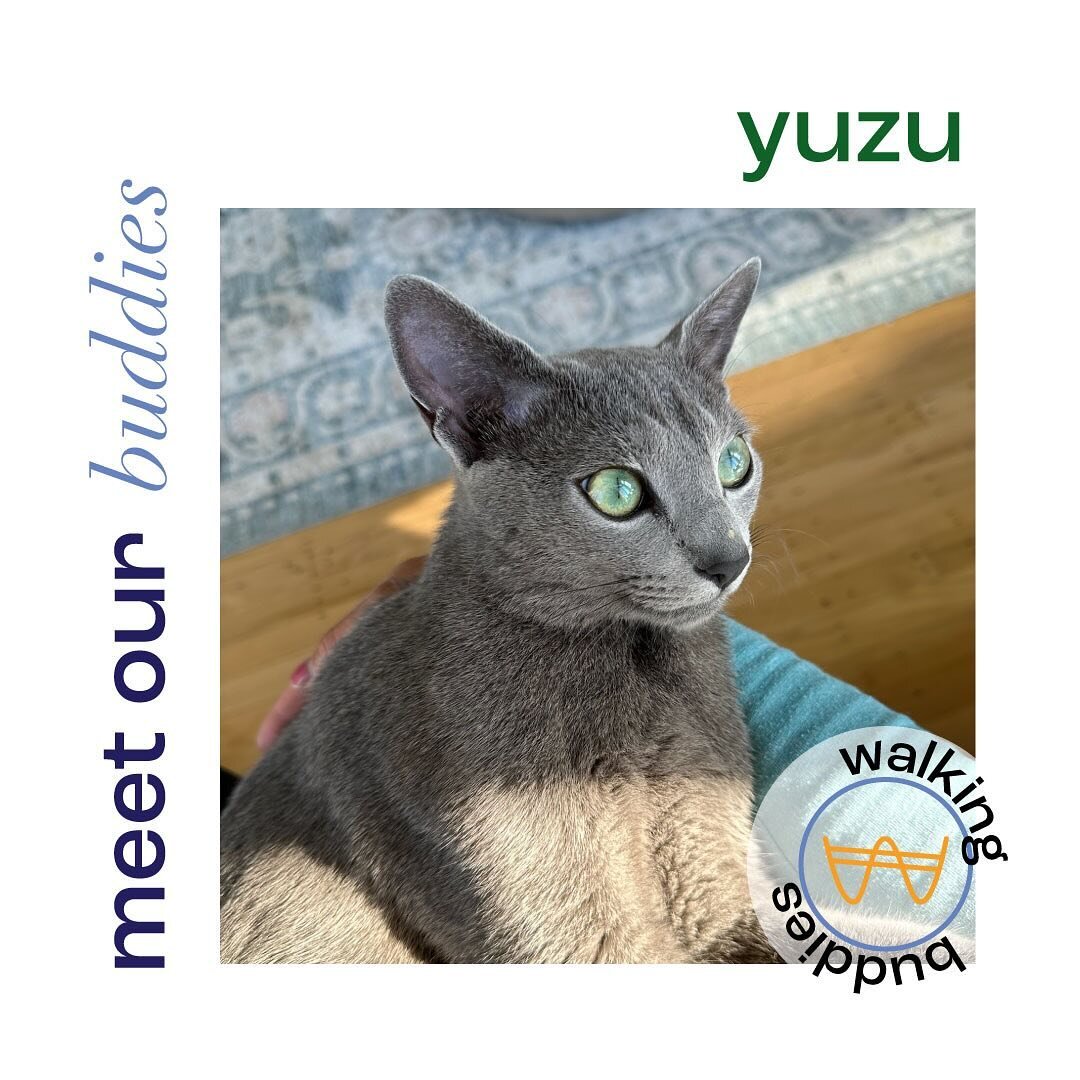 Our buddy Yuzu has the most amazing eyes! He is a very playful and sweet Russian Blue. He knows what he wants, is learning to communicate with buttons, and will let us know when he&rsquo;s hungry by pointing at his feeder! What a smart guy! 😸

#pets
