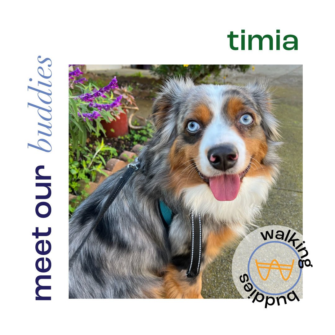 Say hello to Timia! He is a mini Australian Shepherd who is insanely smart and loves everyone, especially other dogs and cats! 💕 He is the definition of happy go lucky and life is always a party with him around! 🥳
.
.
.
.
#sanfrancisco #california 