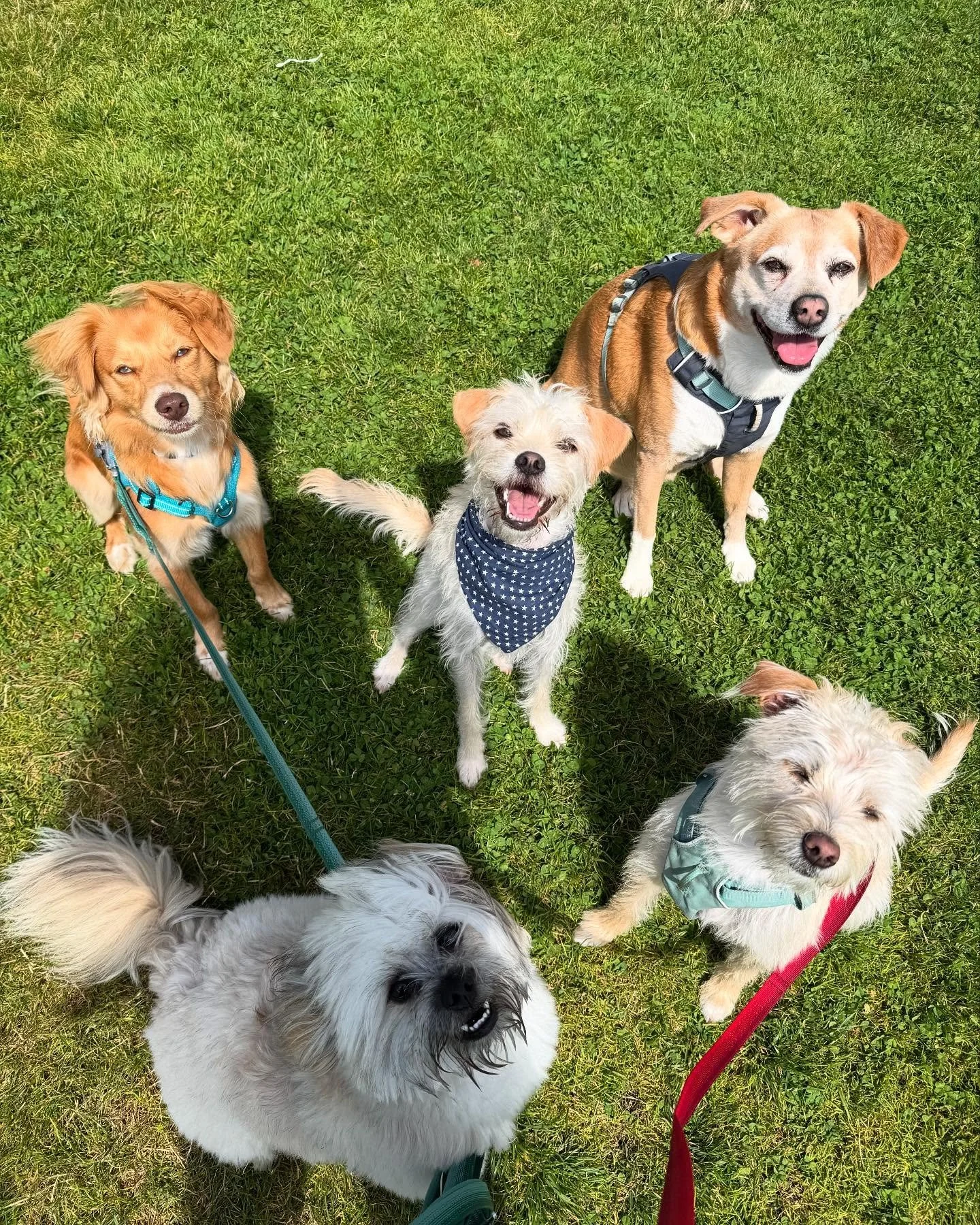Another wrap to a fun and sunny week with our buddies! ☀️💕 #sfwalkingbuddies #walkingbuddies #dogdaycare #dogs #dogsofinstagram #dogstagram #happydog #doglife #petcare #sanfrancisco #sanfranciscodogs #bayareadogs #bayarea #pawsitivevibes
#woof #bark