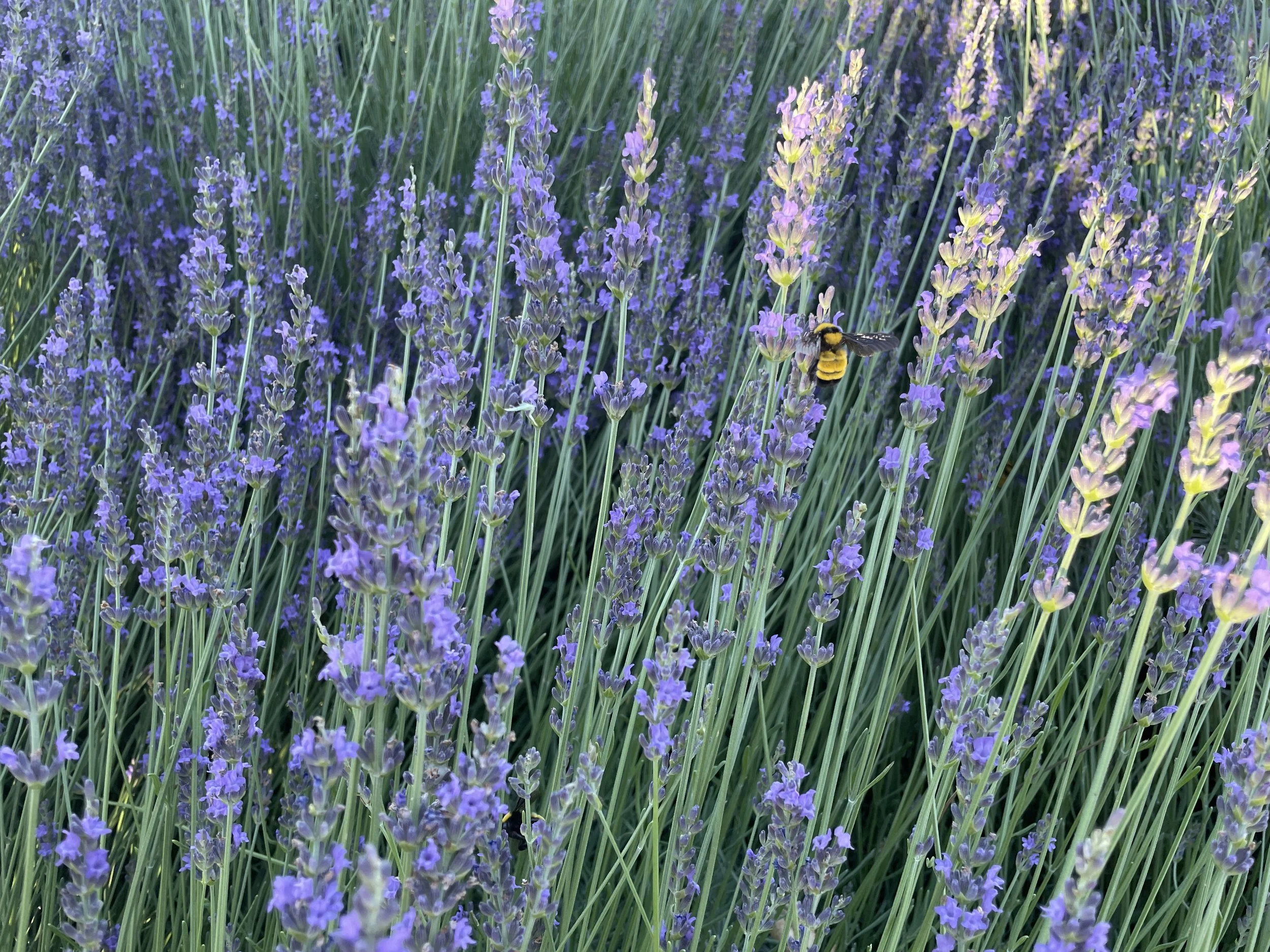 Lavender Harvest Celebration Tickets