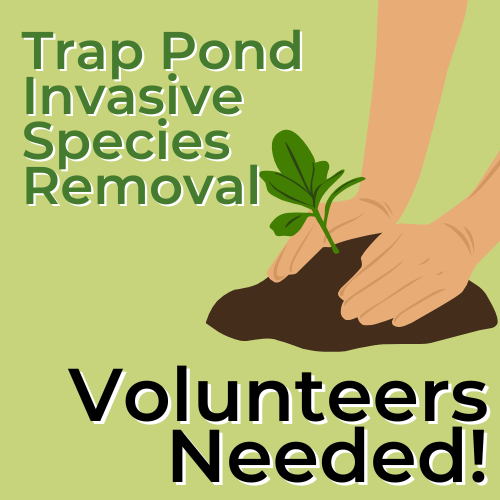 Volunteers Needed | Invasive Species Removal