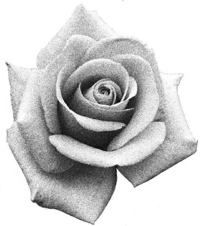 IMG_0530.jpeg