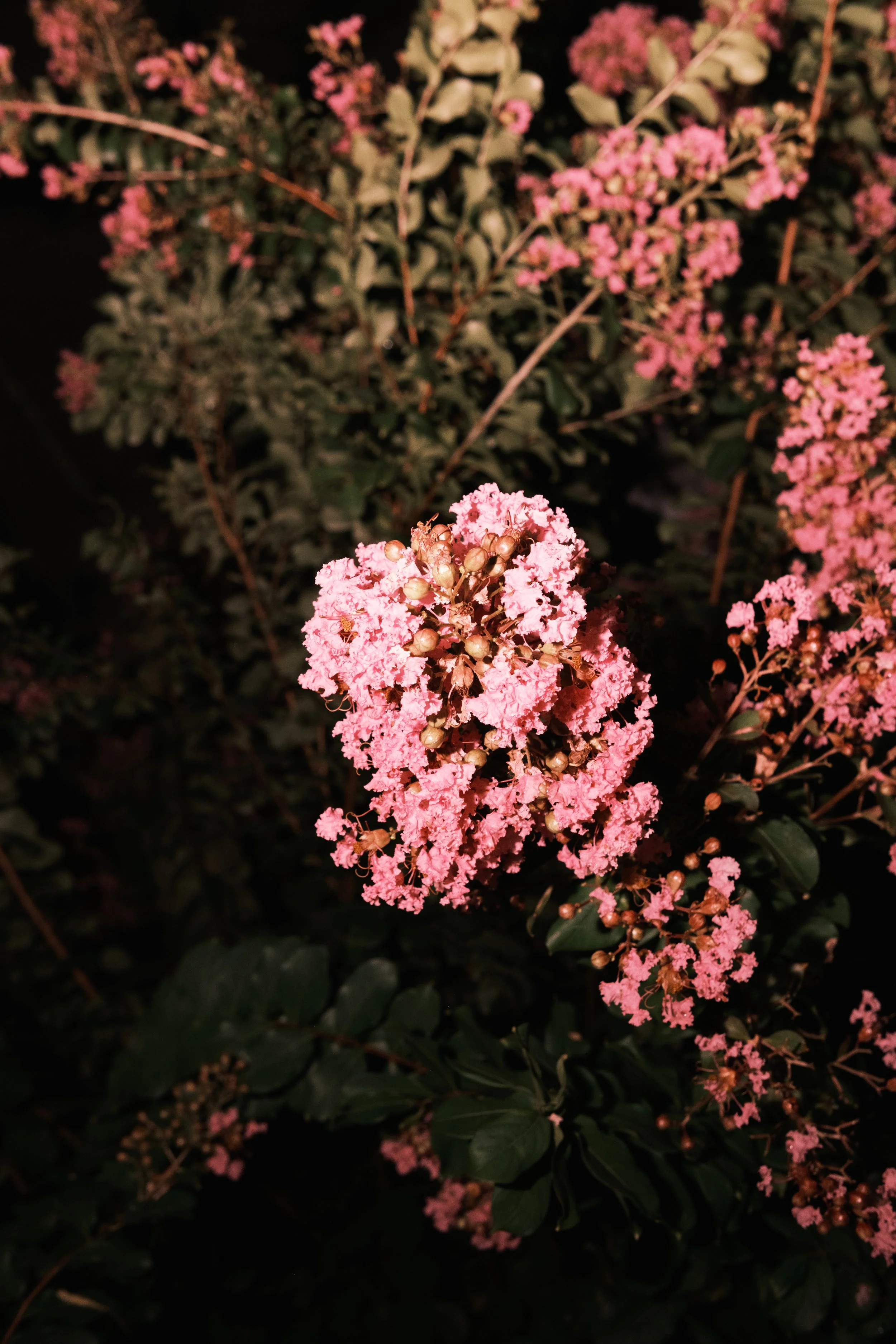 DSCF4965.jpg