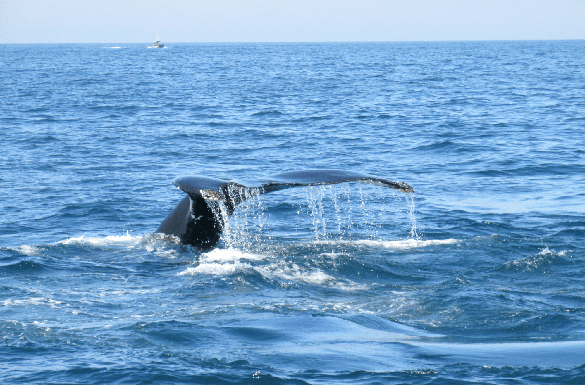 Bay of Fundy Whale Watching