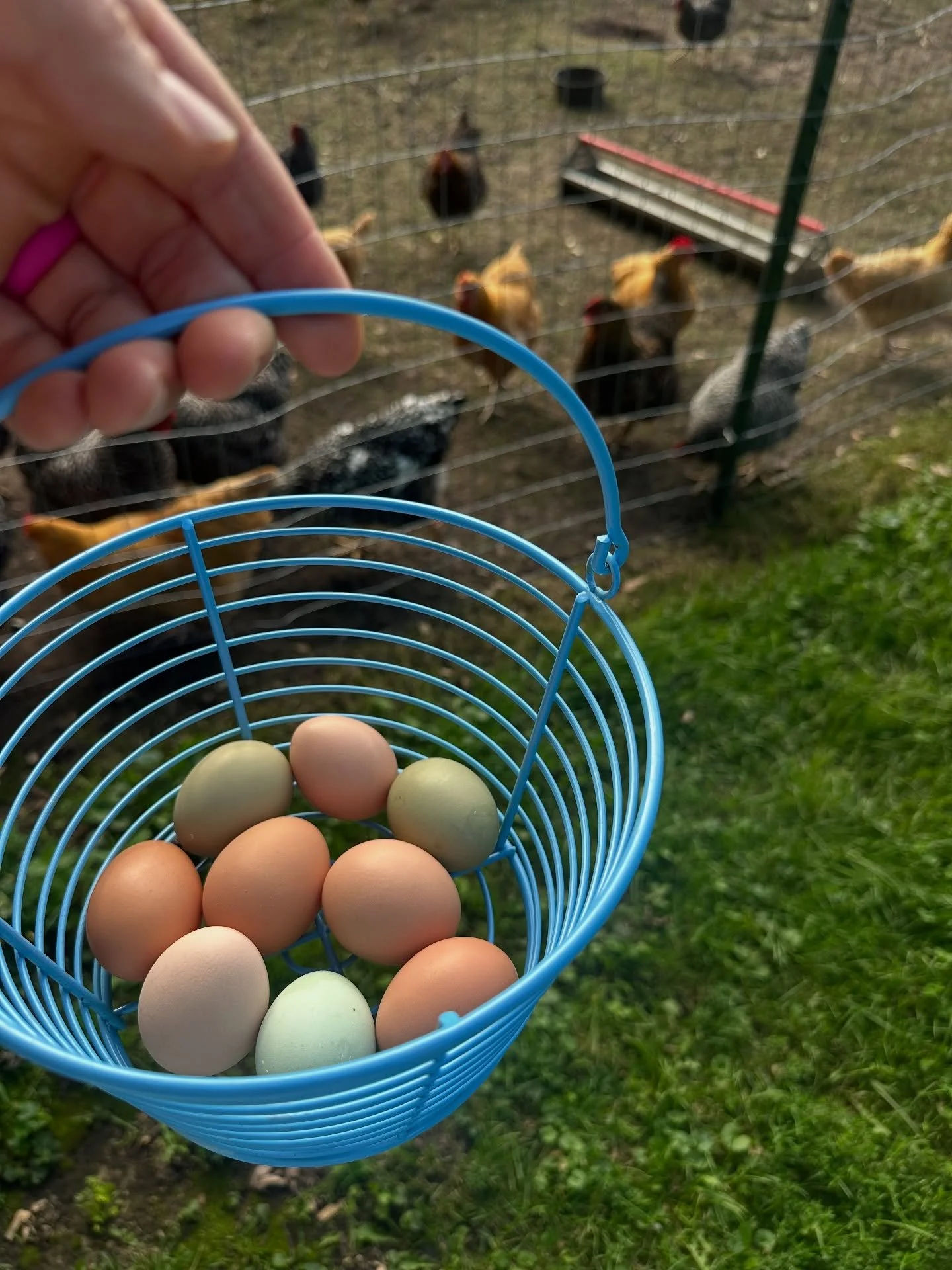 Farm fresh eggs now available on the farm! π₯
It doesn’t get much fresher than this π $7/dozen. Message us for more details!
#farmtotable #backyardchickens #chickensofig #chickensofinstagram #chickens #homestead #homesteady #homesteader #hom