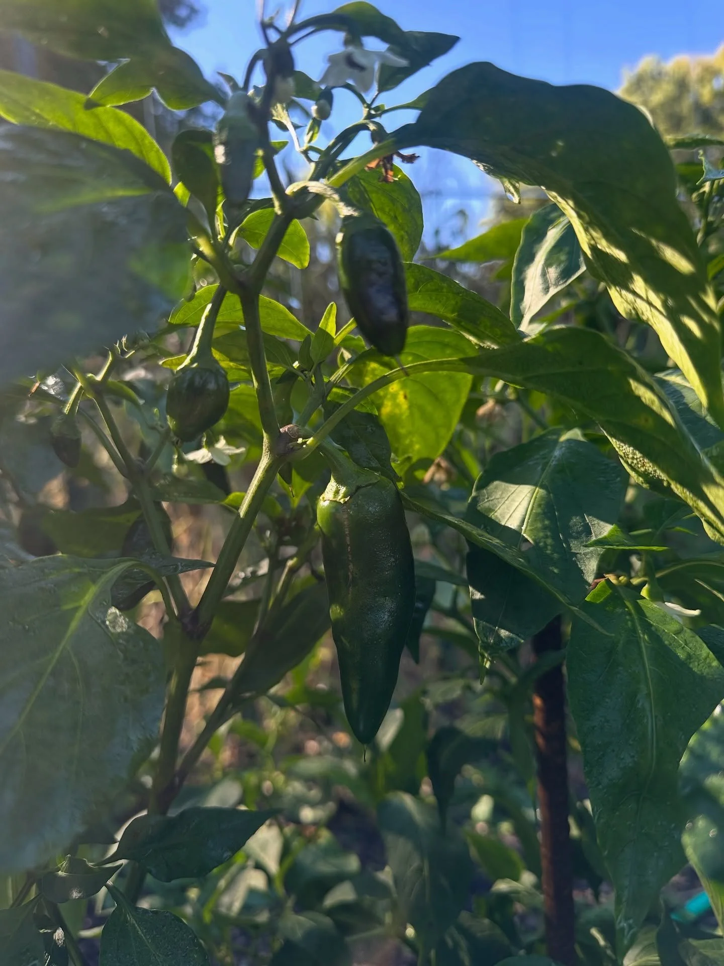 Still canning for the season? We have lots of peppers that are still producing&hellip;jalape&ntilde;os, lunch box, pepperoncinos and bell peppers. Beautiful eggplants as well&hellip;and the Japanese cucumbers are still going! Message us for pricing. 