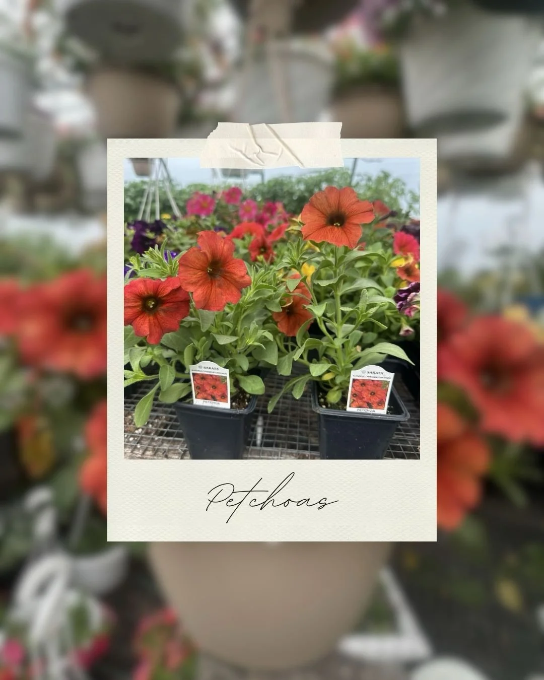 Plant of the Week 🌱: Petchoas 

Petchoas are a hybrid flower, a cross between Petunias and Calibrachoas. With hybrids, you get the best traits of both flowers which in this case means they tend to be stronger, cold-resistant, large &amp; vibrant. Th