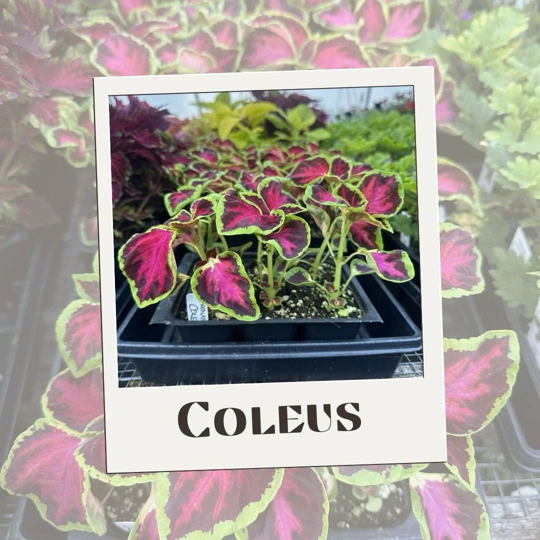 Chocolate-Covered Cherry 🍒🍫 

This Coleus variety was just purchased by a customer so we wanted to feature its gorgeous leaves! Great news&hellip;Coleus are very easy to care for (aka harder to kill 😏).

🪴: They thrive in the ground or a pot, but