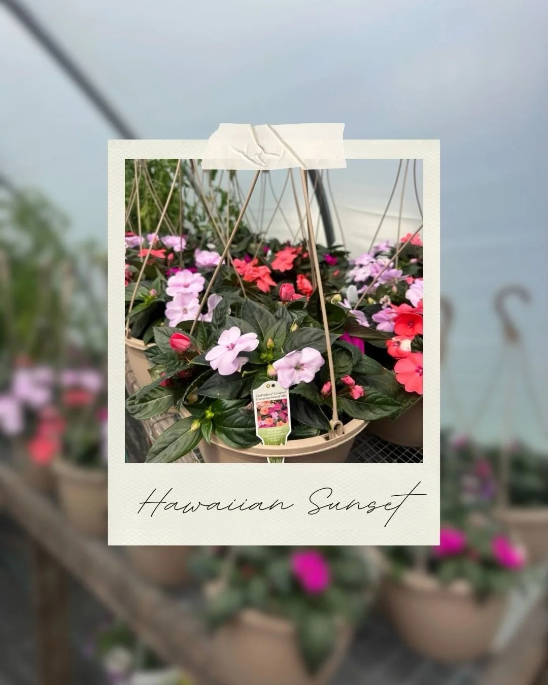 Need a splash for color? 💜🩷

Check out the SunPatiens&reg; Hawaiian Sunset Hanging Basket, our featured plant of the week 🌱

☀️ These low-maintenance baskets are perfect for a variety of porches &amp; decks anywhere from full sun to partial shade

