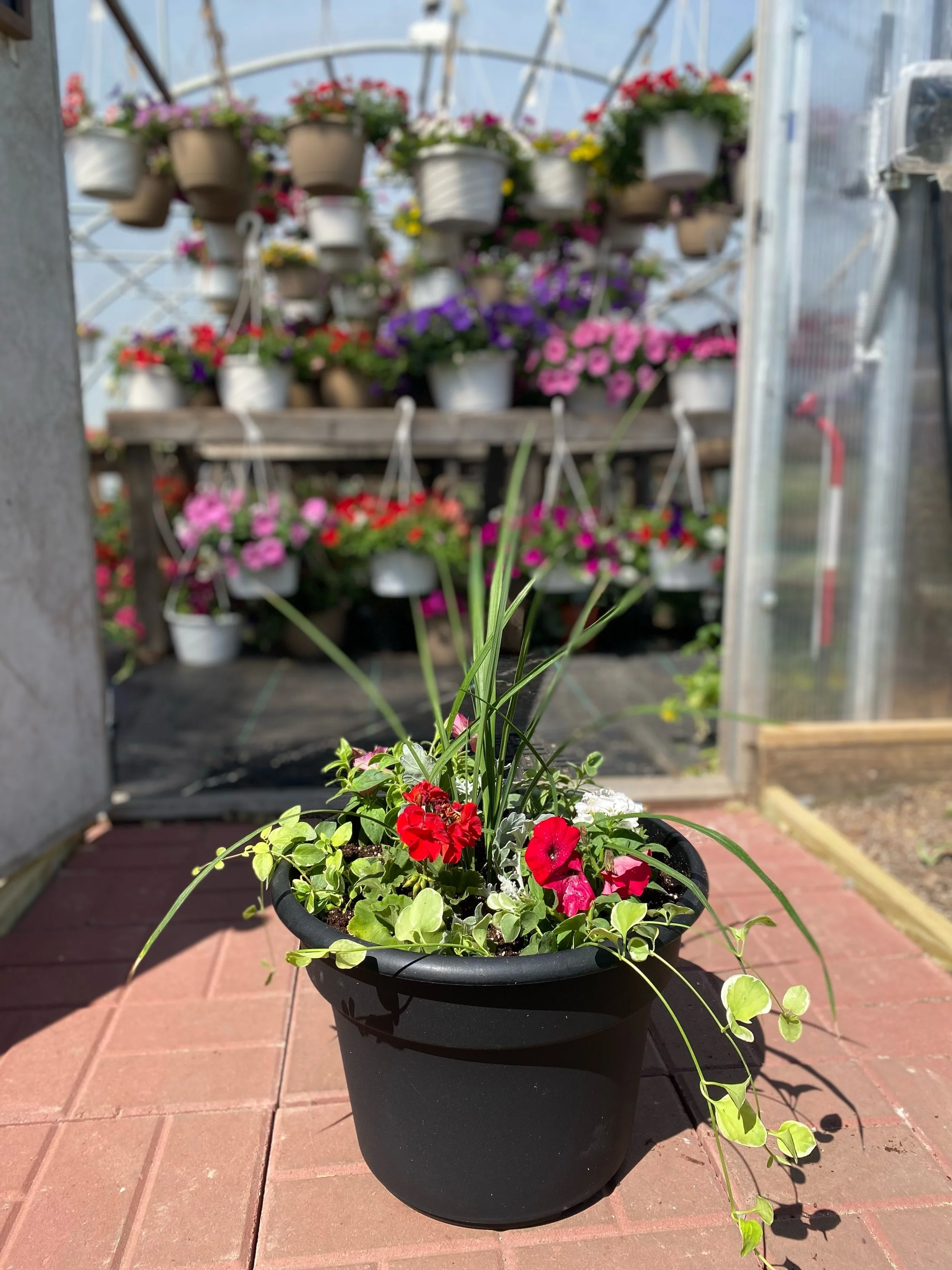 Memorial Day is coming! 🇺🇸

Grab your red, white and blue porch pots or hanging baskets to commemorate 250 years of America or to honor a fallen Veteran. We are here all weekend 9-6! 

#greenhouse #greenhousegardening #memorialday