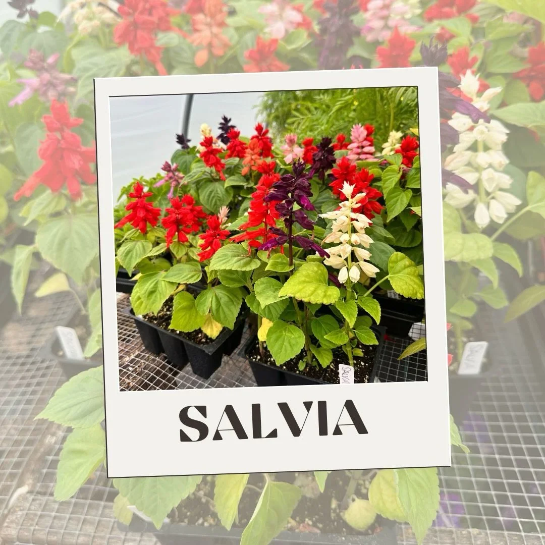 Our featured plant of the week: Salvia Sizzler Mix 🔥 did you know Salvia is a member of the mint family?

☀️ Salvia thrives in full sun (think 6-8+ hours of sun daily), so make sure you have a warm &amp; bright spot for them

❤️🩷💜🤍 Upright spikes