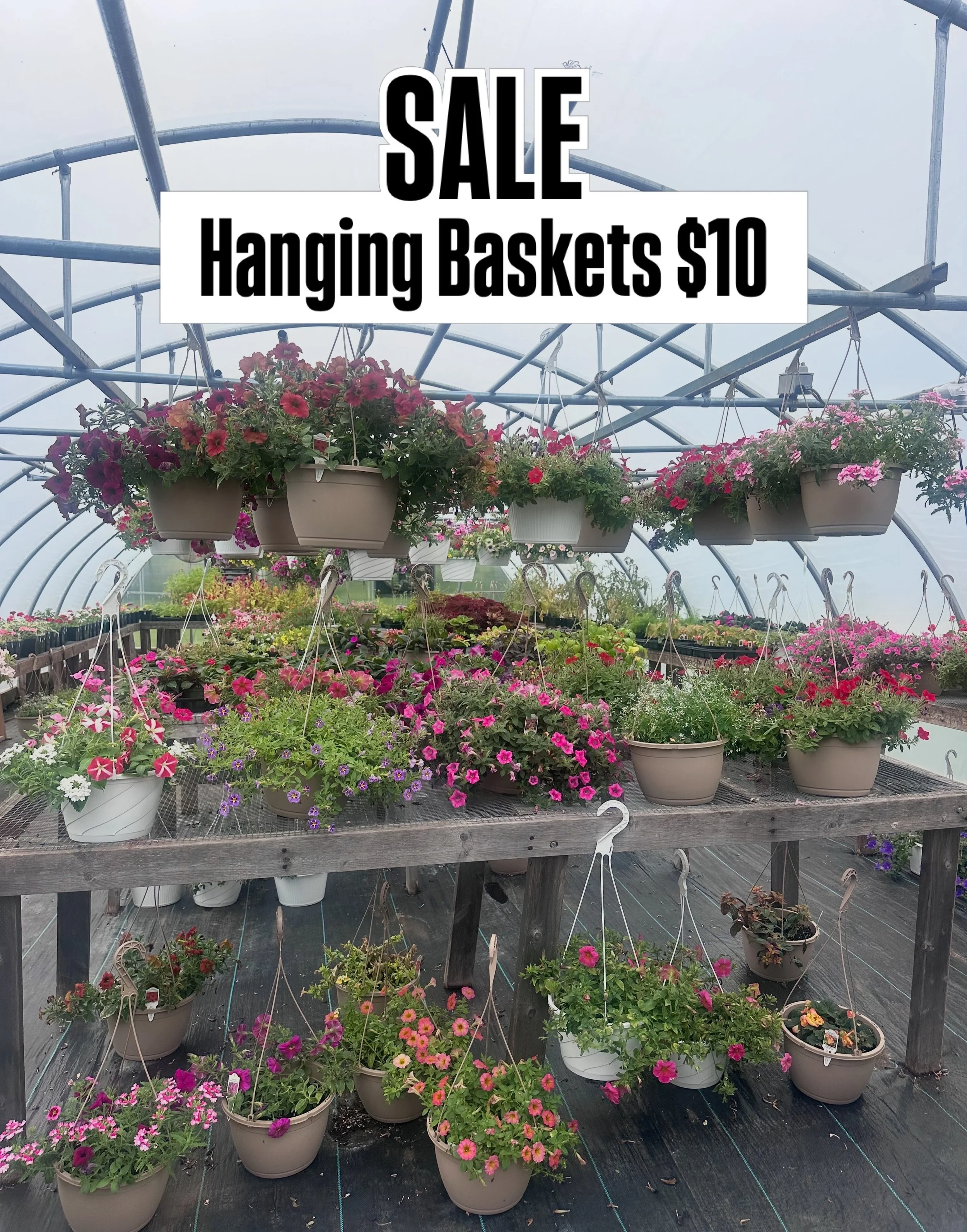 This is not a drill, people 🚨‼️ 

Come get these sale plants before they&rsquo;re gone 🤗 We still have a good variety of baskets to choose from, geraniums, coleus, salvia and don&rsquo;t forget your 🆓 basil plant with any purchase. 🪴 As always, w