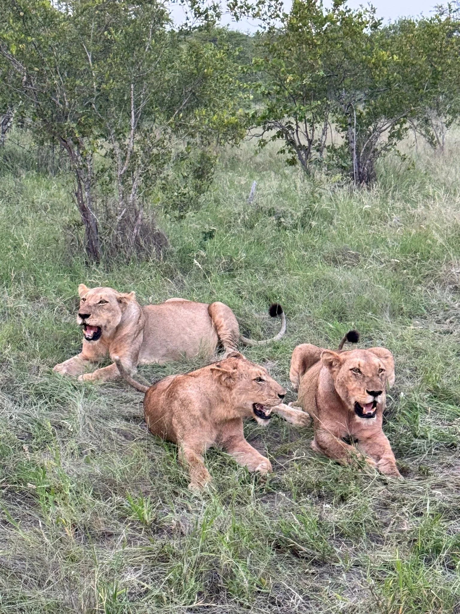 WhatsApp Image 2024-01-16 at 21.33.11.jpeg