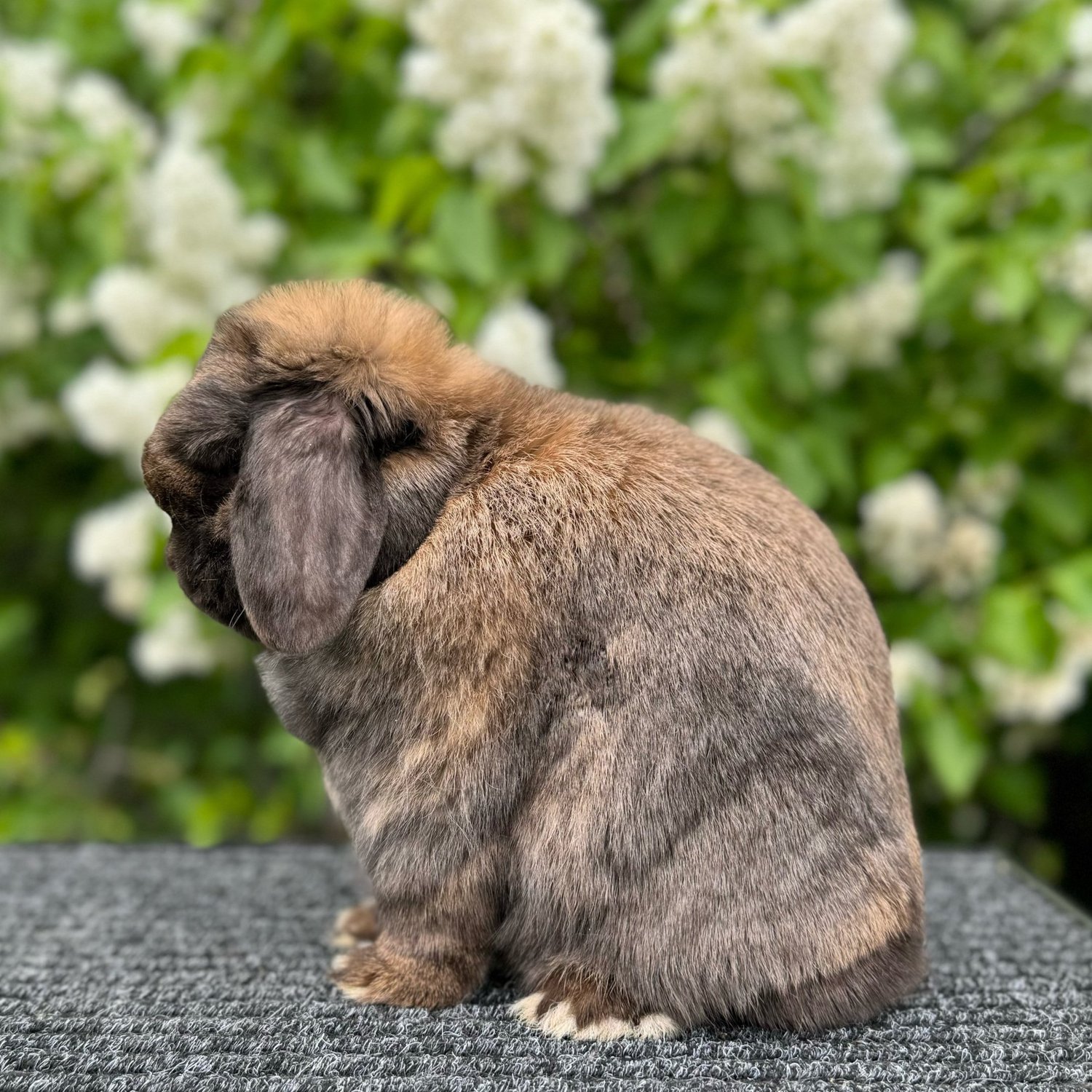 Holland Lops — HAREBELL RABBITRY