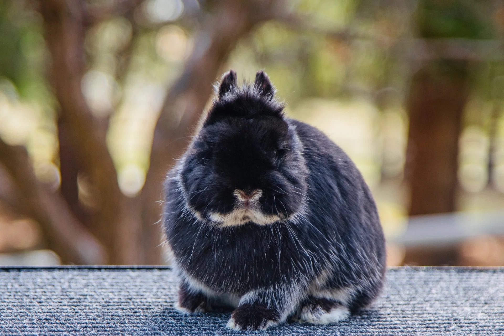 Notable Dwarfs — HAREBELL RABBITRY