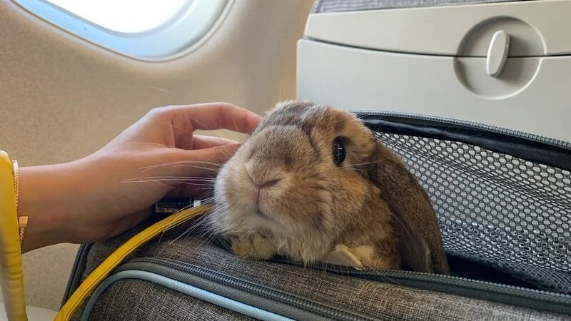 Rabbit Transport — HAREBELL RABBITRY