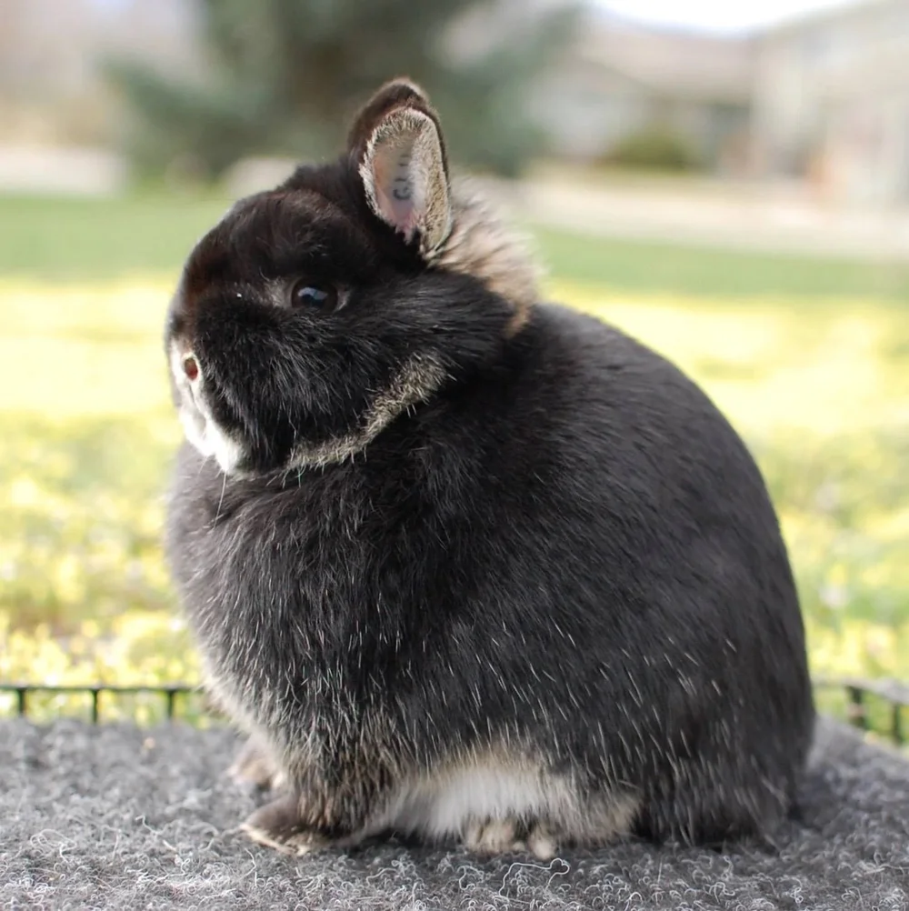 Notable Rabbits — HAREBELL RABBITRY