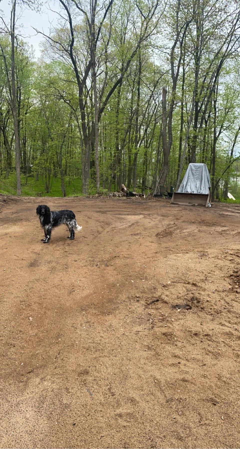 A black and white dog standing on a dirt clearing in a forested area with tall trees and green leaves. In the background, there is a covered object or structure and some wood debris.