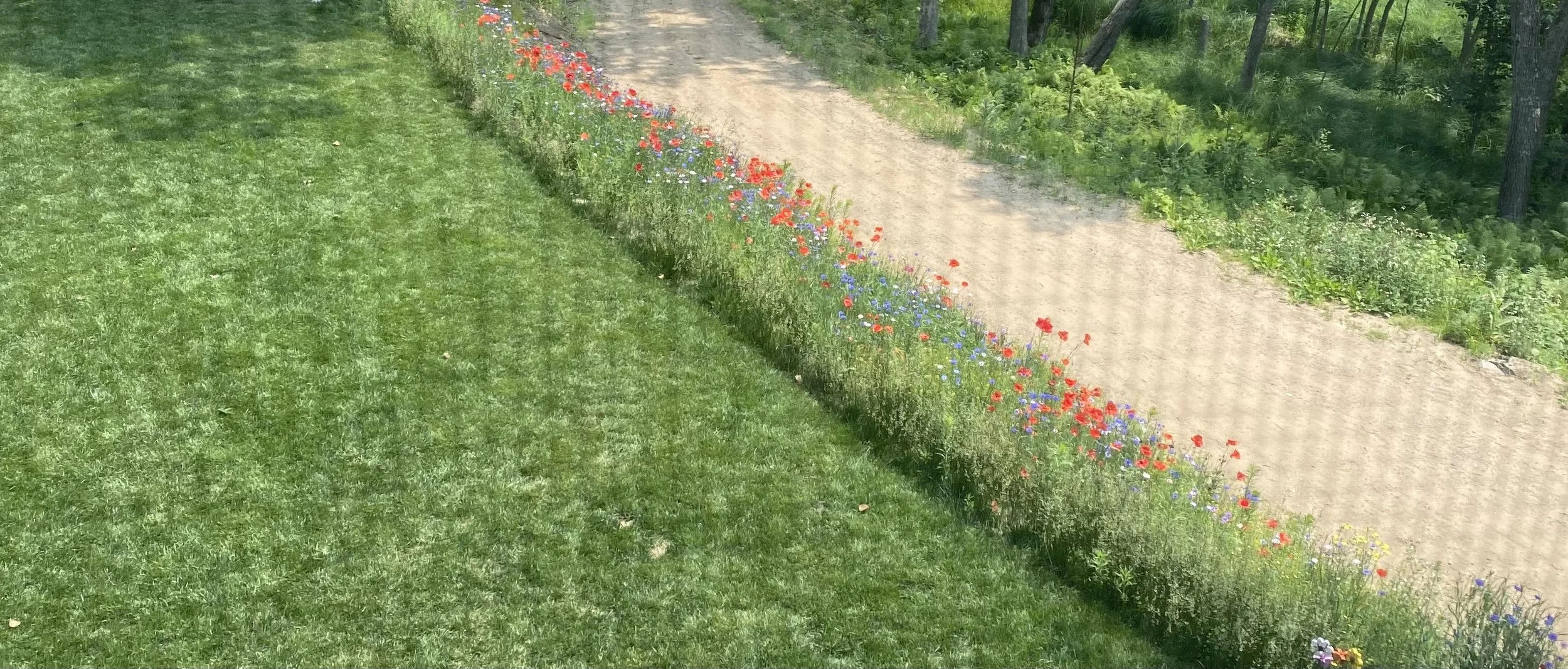 A grassy lawn with a flower bed running alongside a dirt walking path; the flower bed contains red and blue flowers, and there are trees and greenery in the background.
