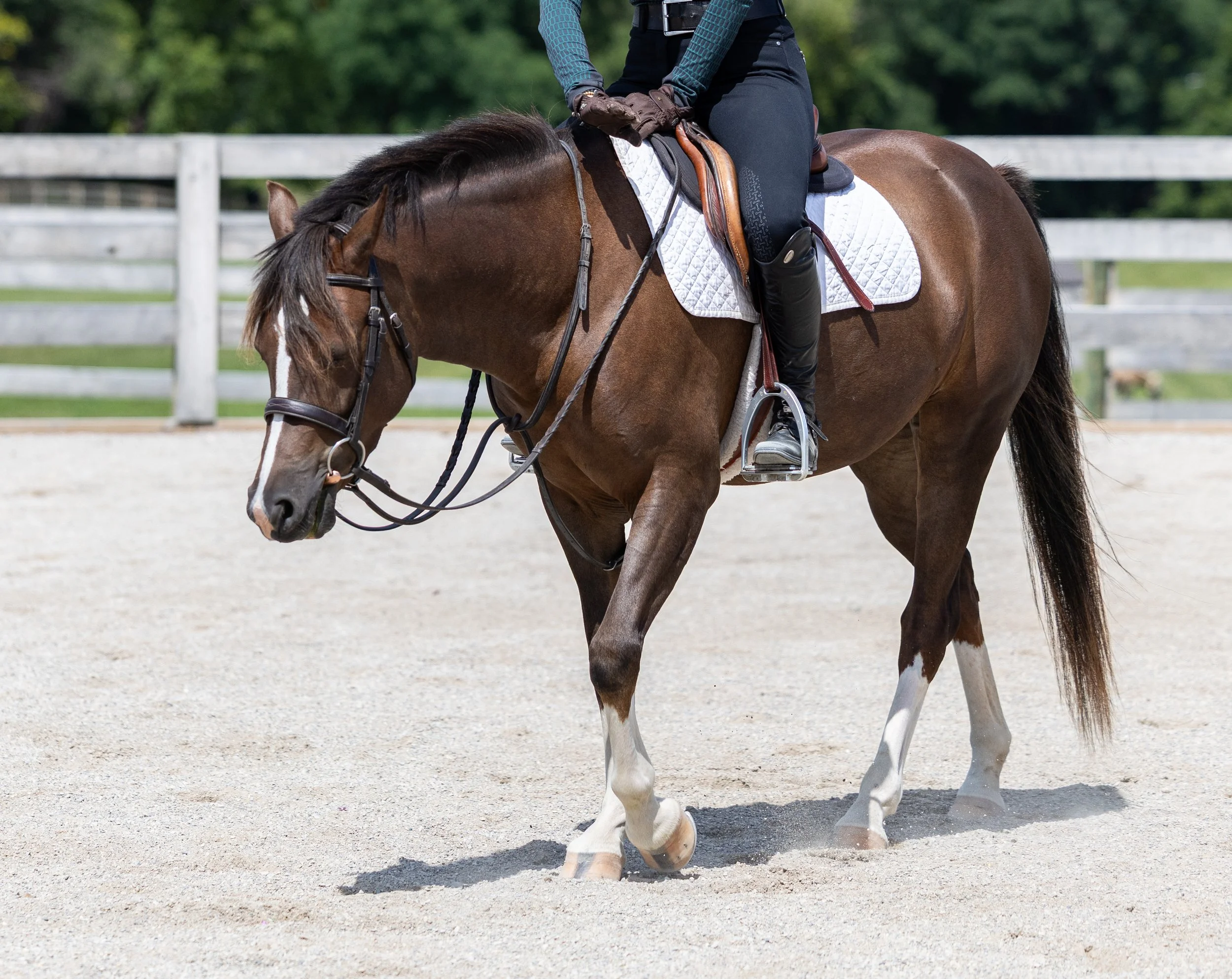 Kingswood Sporthorses August 2025-65.jpg