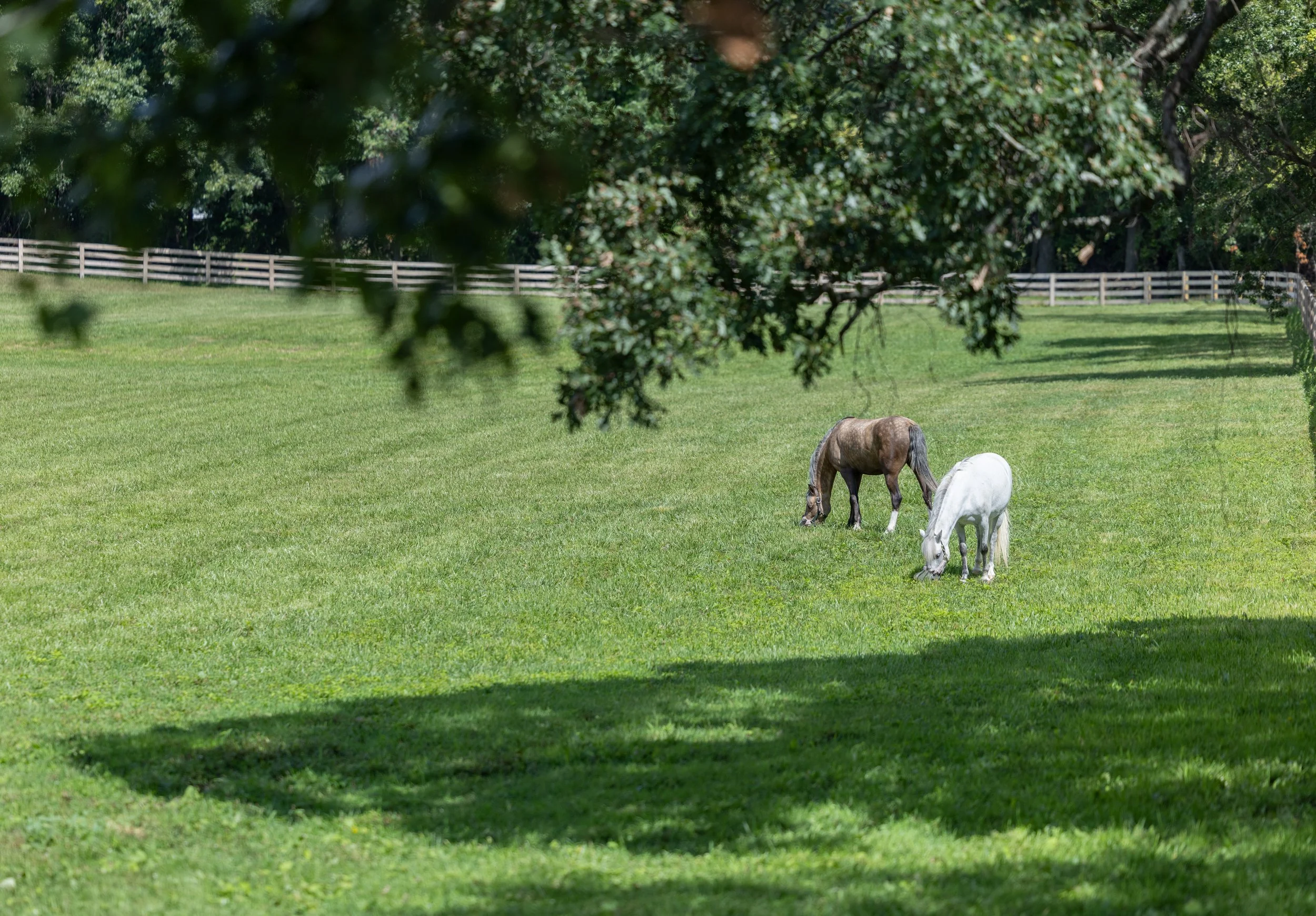 Kingswood Sporthorses August 2025-60_compressed.jpg