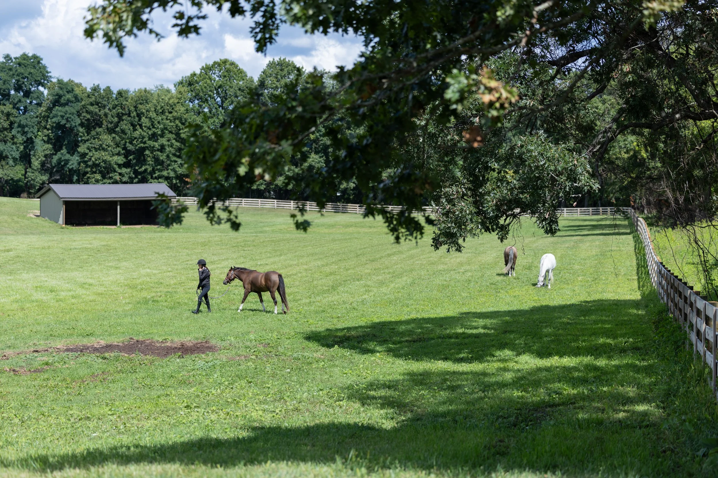 Kingswood Sporthorses August 2025-58_compressed.jpg