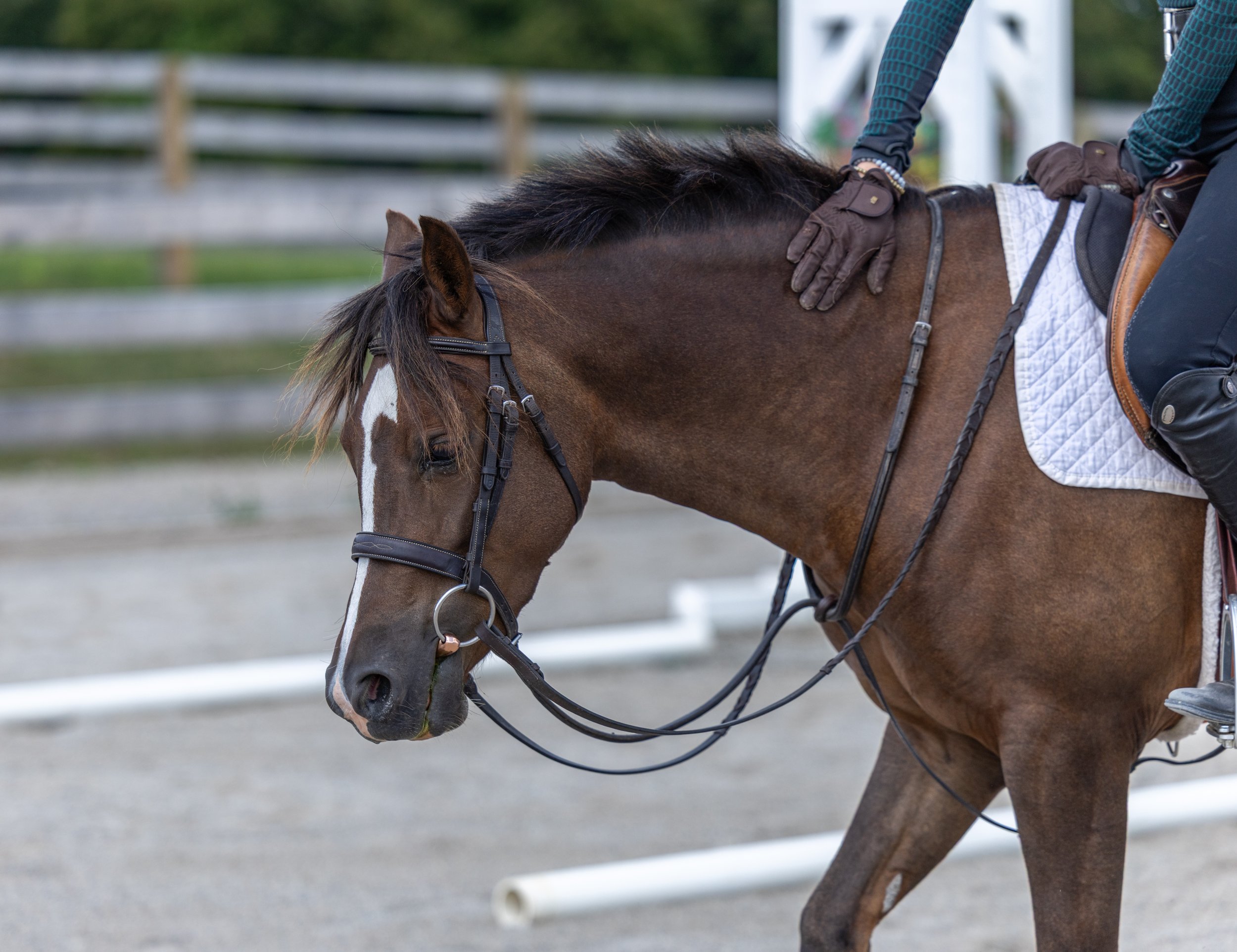 Kingswood Sporthorses August 2025-76_compressed.jpg