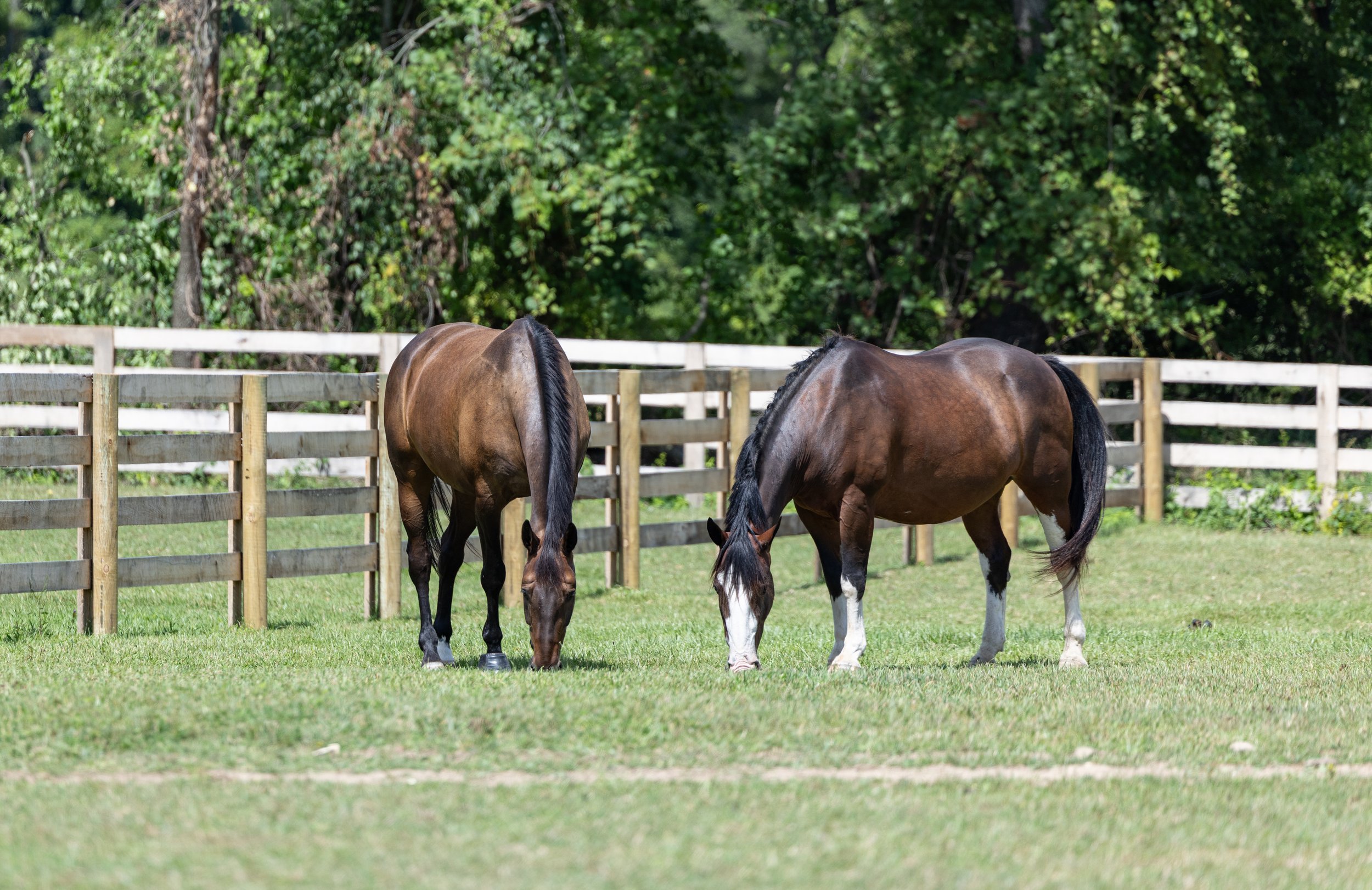 Kingswood Sporthorses August 2025-94.jpg