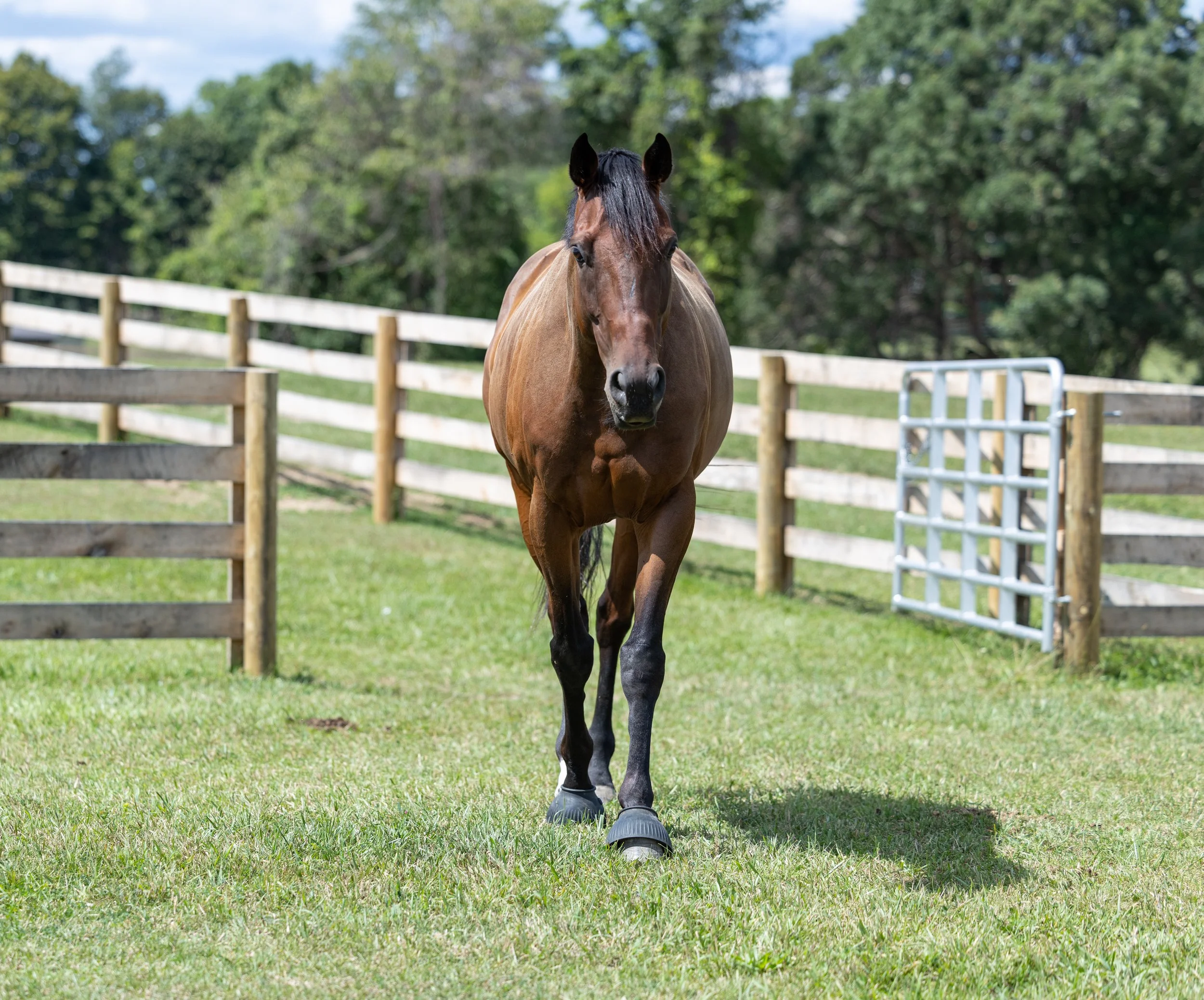 Kingswood Sporthorses August 2025-96.jpg