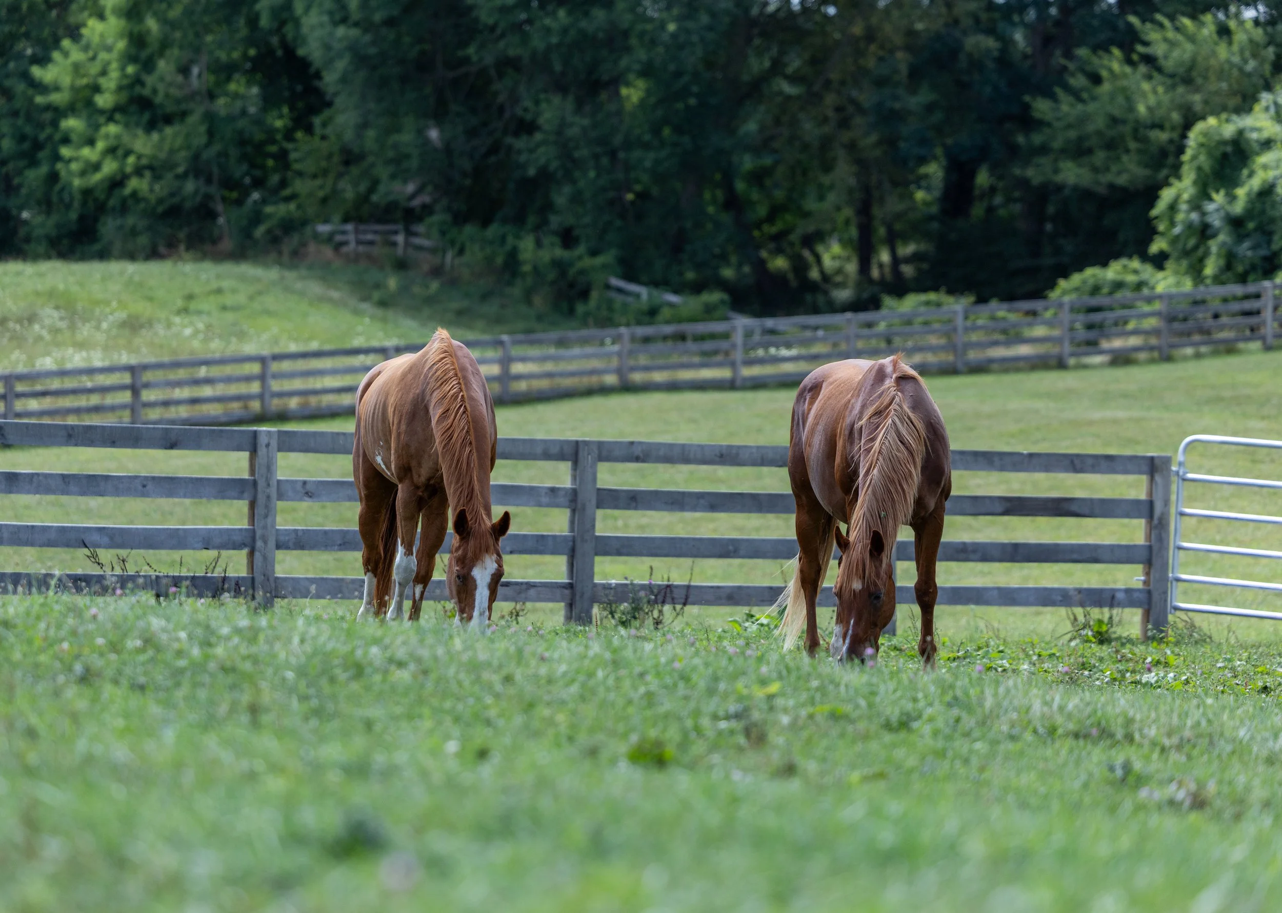 Kingswood Sporthorses August 2025-103.jpg