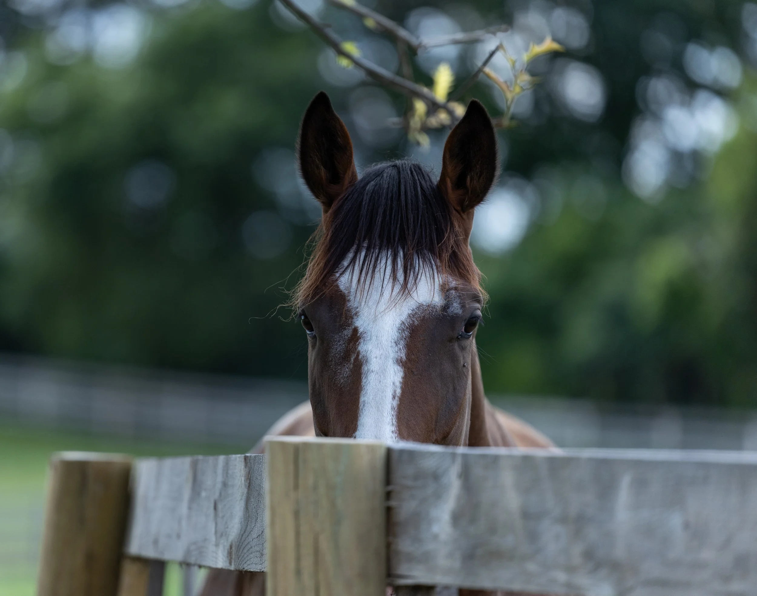Kingswood Sporthorses August 2025-105.jpg