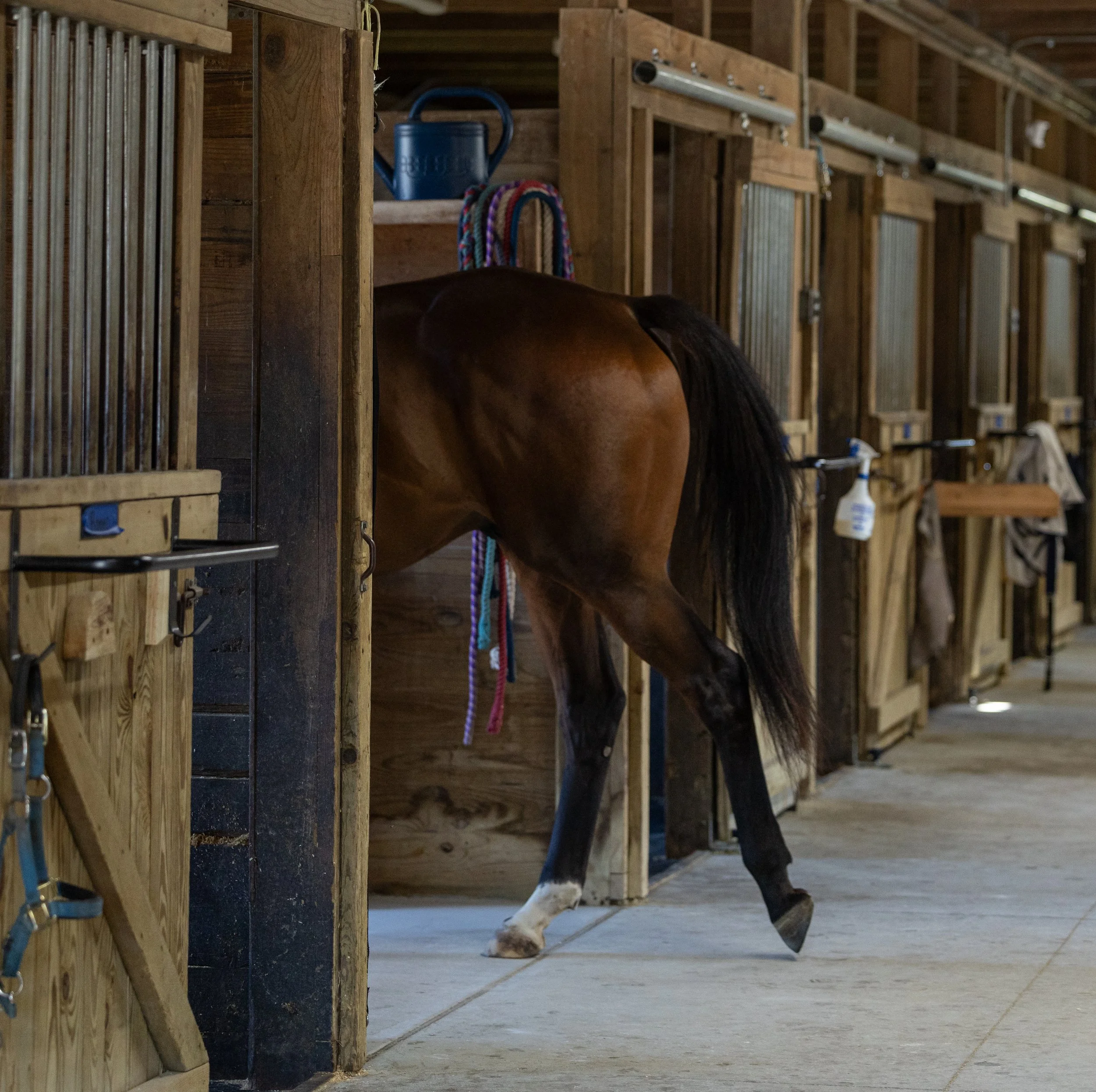 Kingswood Sporthorses August 2025-117.jpg