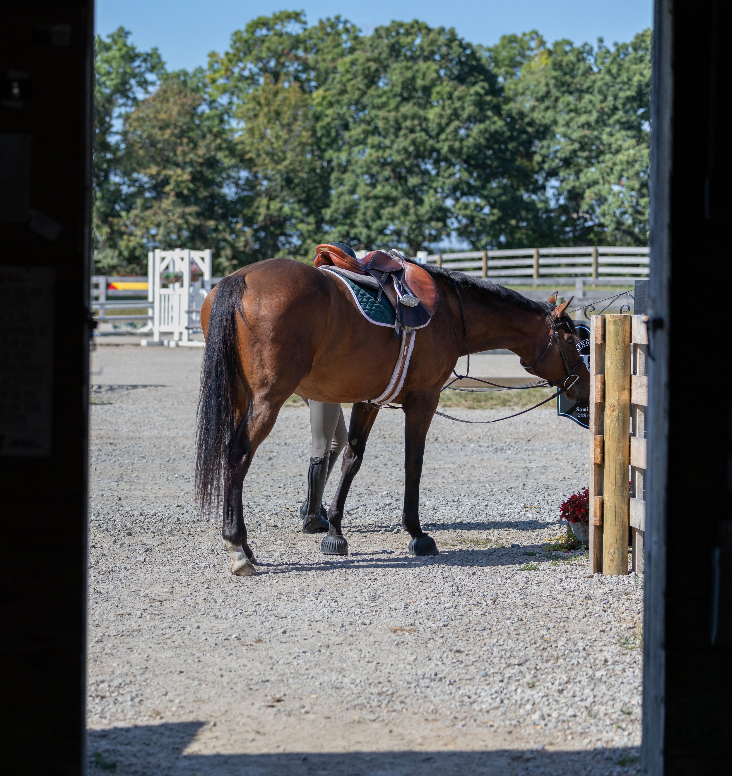 Kingswood Sporthorses August 2025-121.jpg